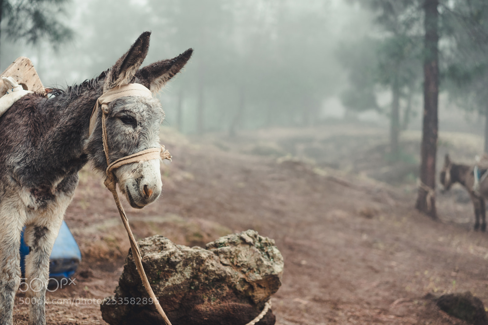 Sony a7 II sample photo. Donkey standing sideways in photography
