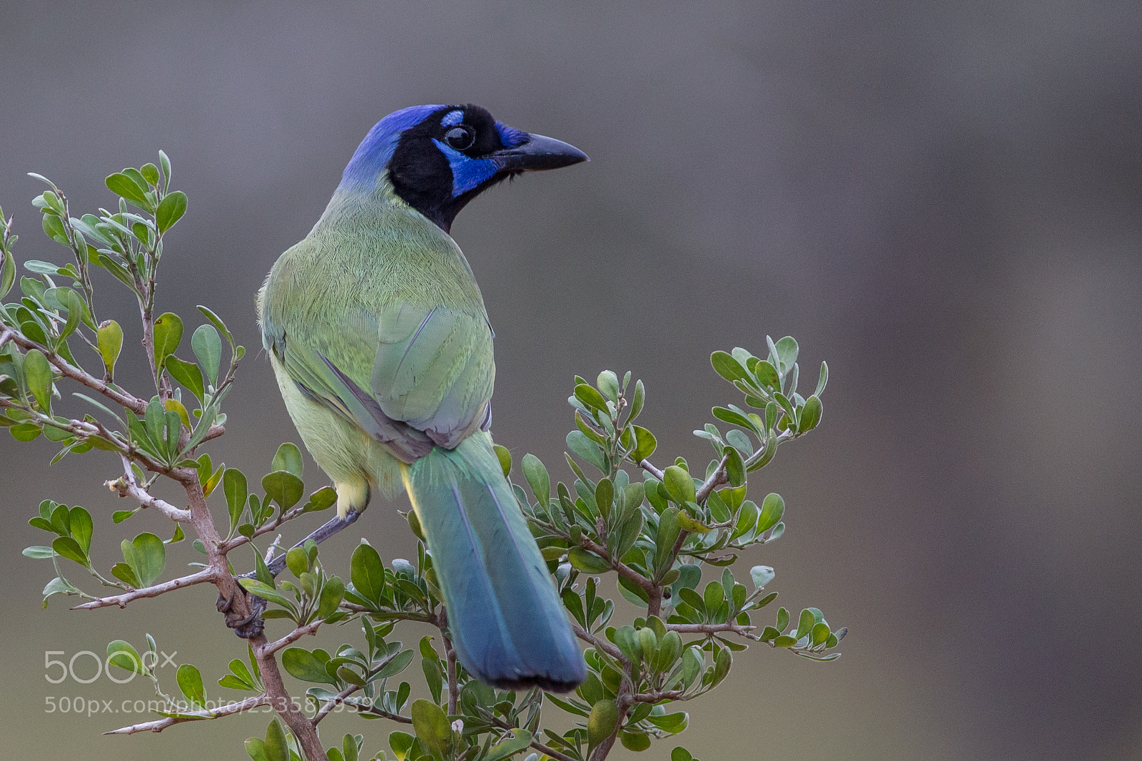 Canon EOS-1D Mark IV sample photo. Green jay photography