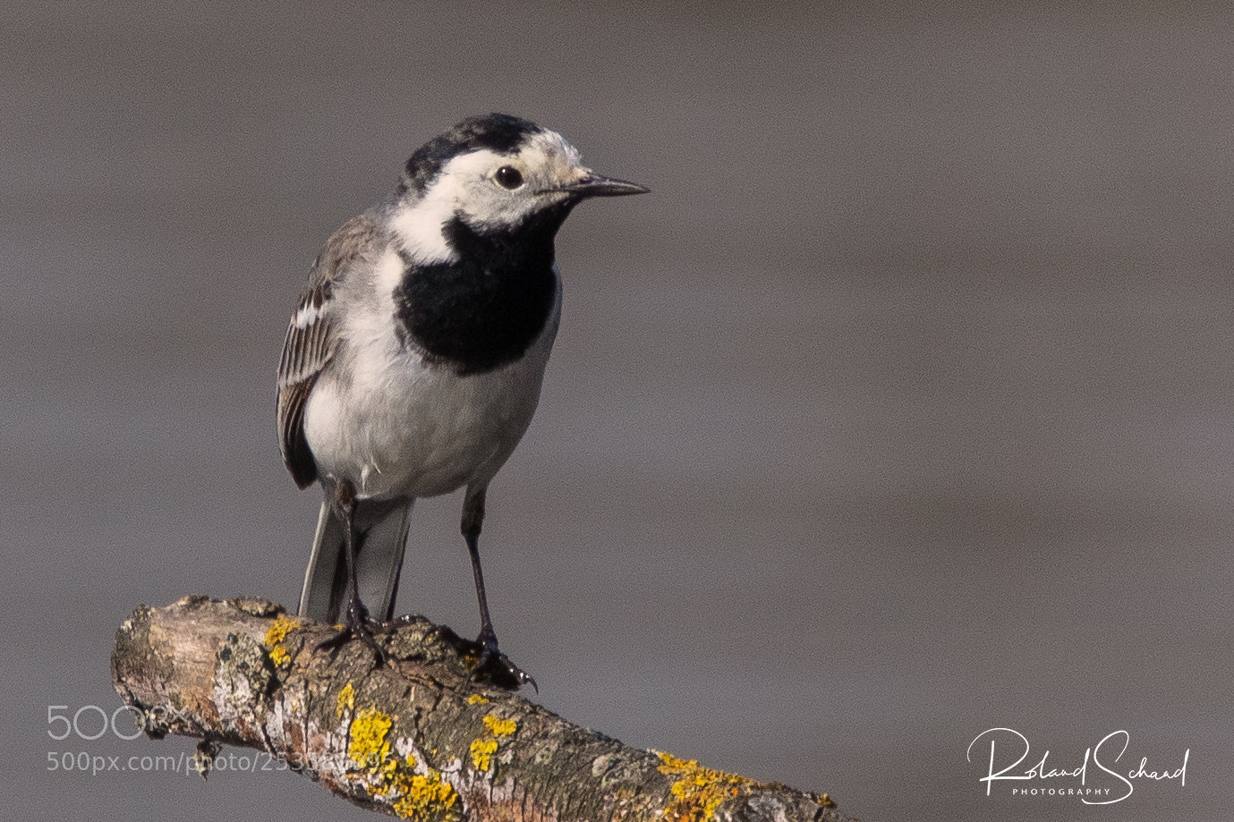 Canon EOS 7D Mark II sample photo. Wagtail on branch photography