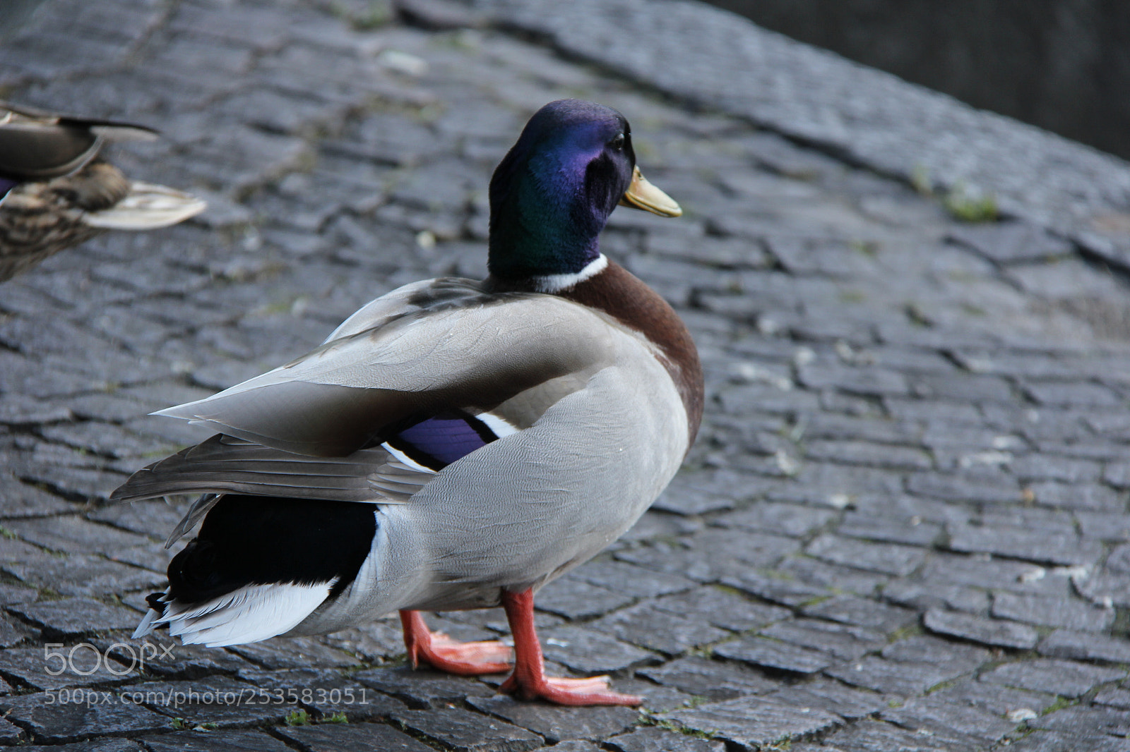 Canon EF-S 18-200mm F3.5-5.6 IS sample photo. Img photography