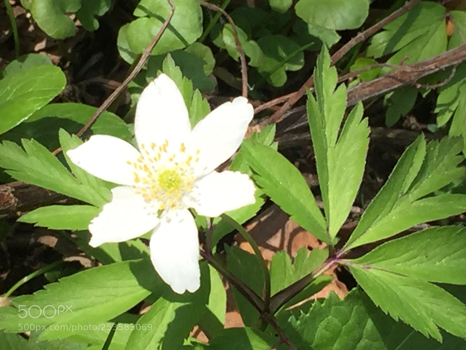 Apple iPhone 6 sample photo. Untitled photography