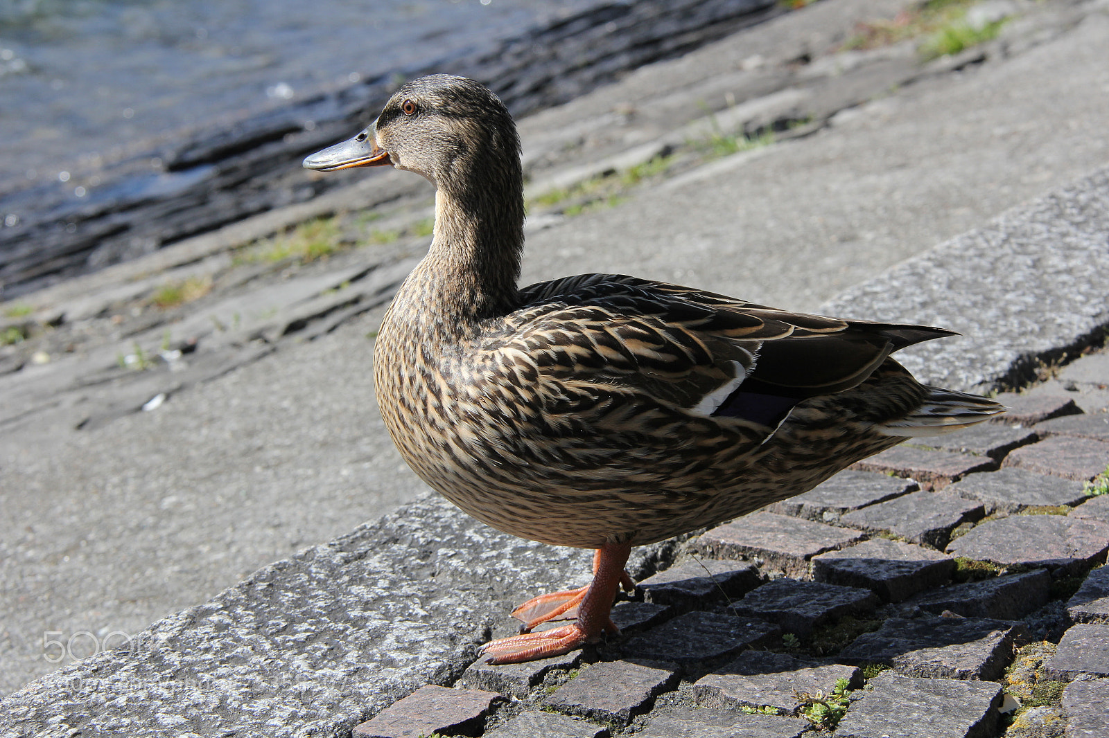 Canon EF-S 18-200mm F3.5-5.6 IS sample photo. Img photography