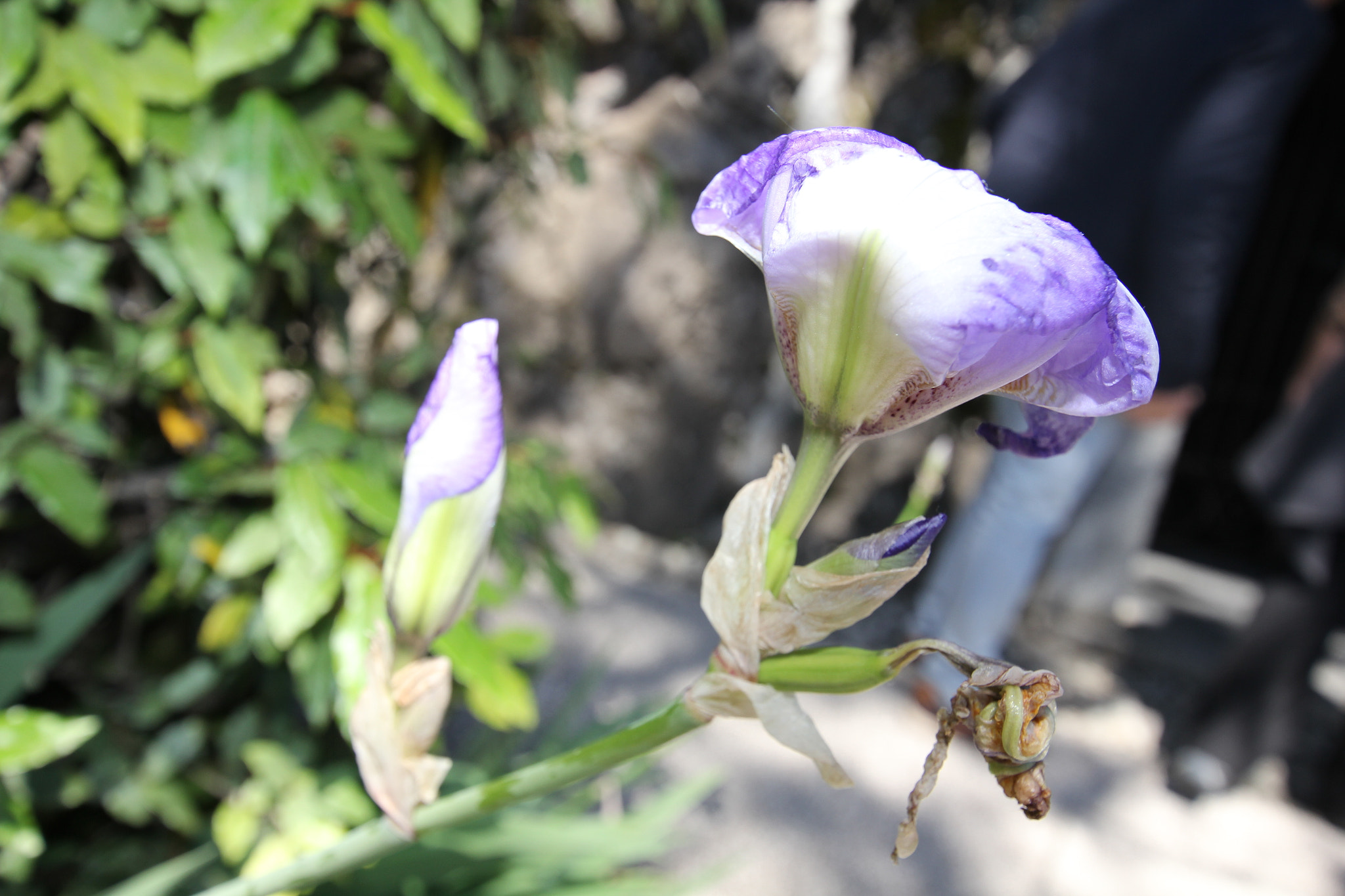 Sigma 10-20mm F3.5 EX DC HSM sample photo. Img photography
