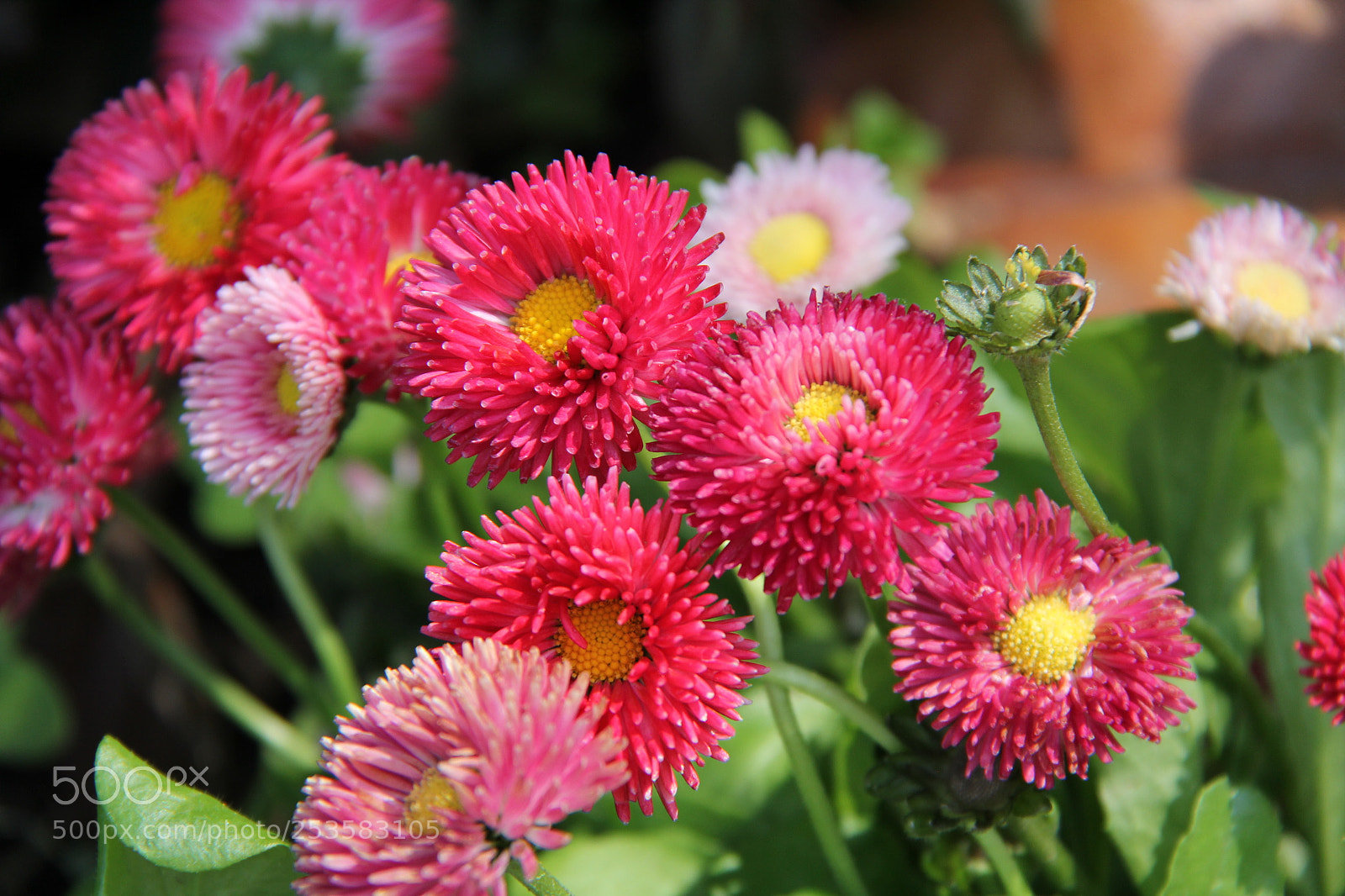 Canon EF-S 18-200mm F3.5-5.6 IS sample photo. Img photography