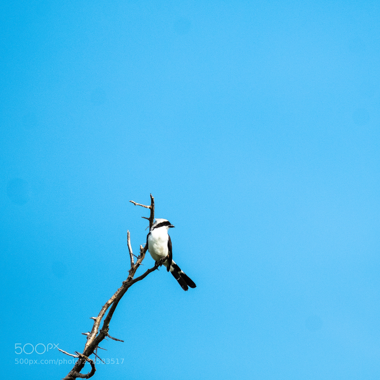 Fujifilm X-T2 sample photo. One more bird photography