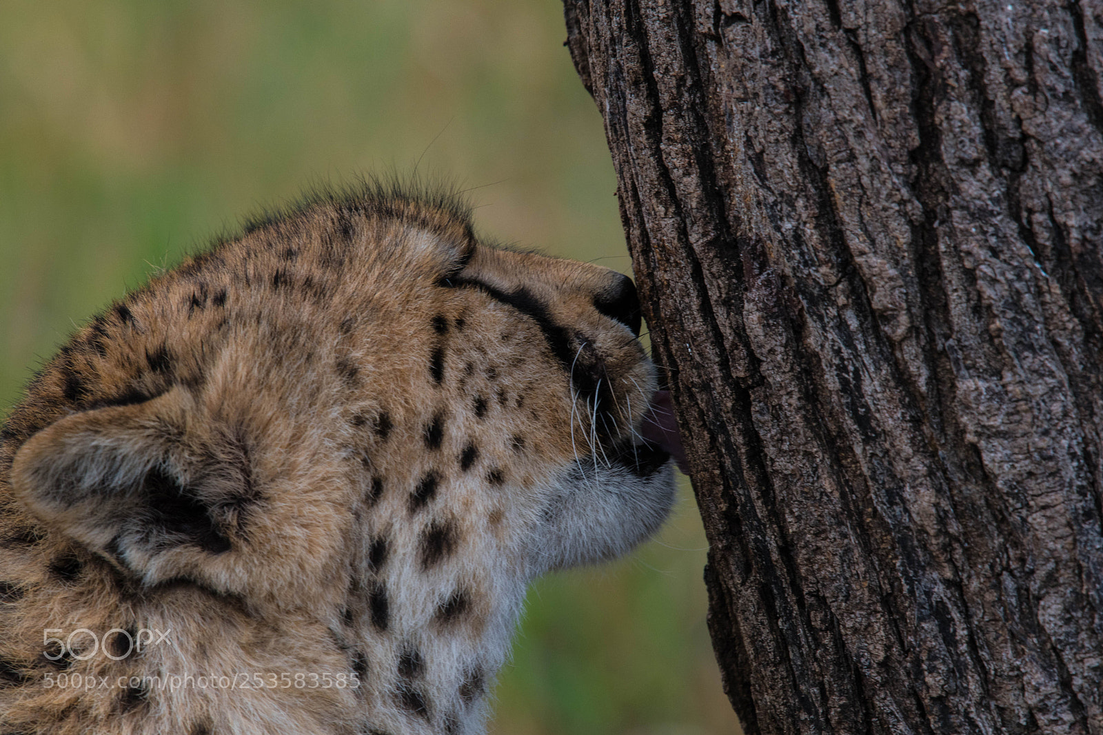 Nikon D500 sample photo. Testing the scent photography