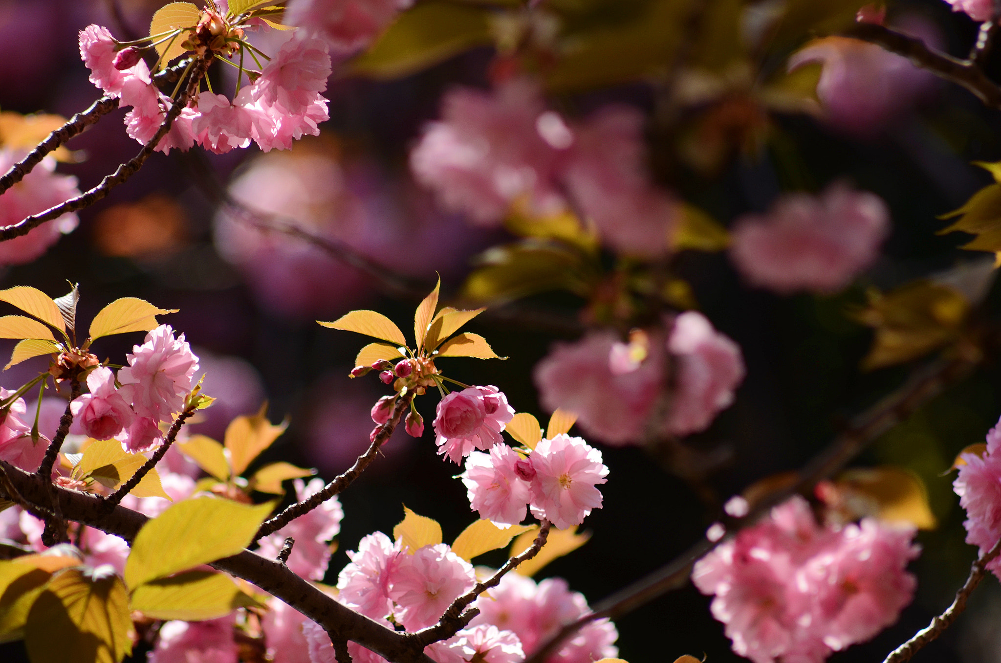 Sigma 70-300mm F4-5.6 APO DG Macro sample photo. Sakura photography