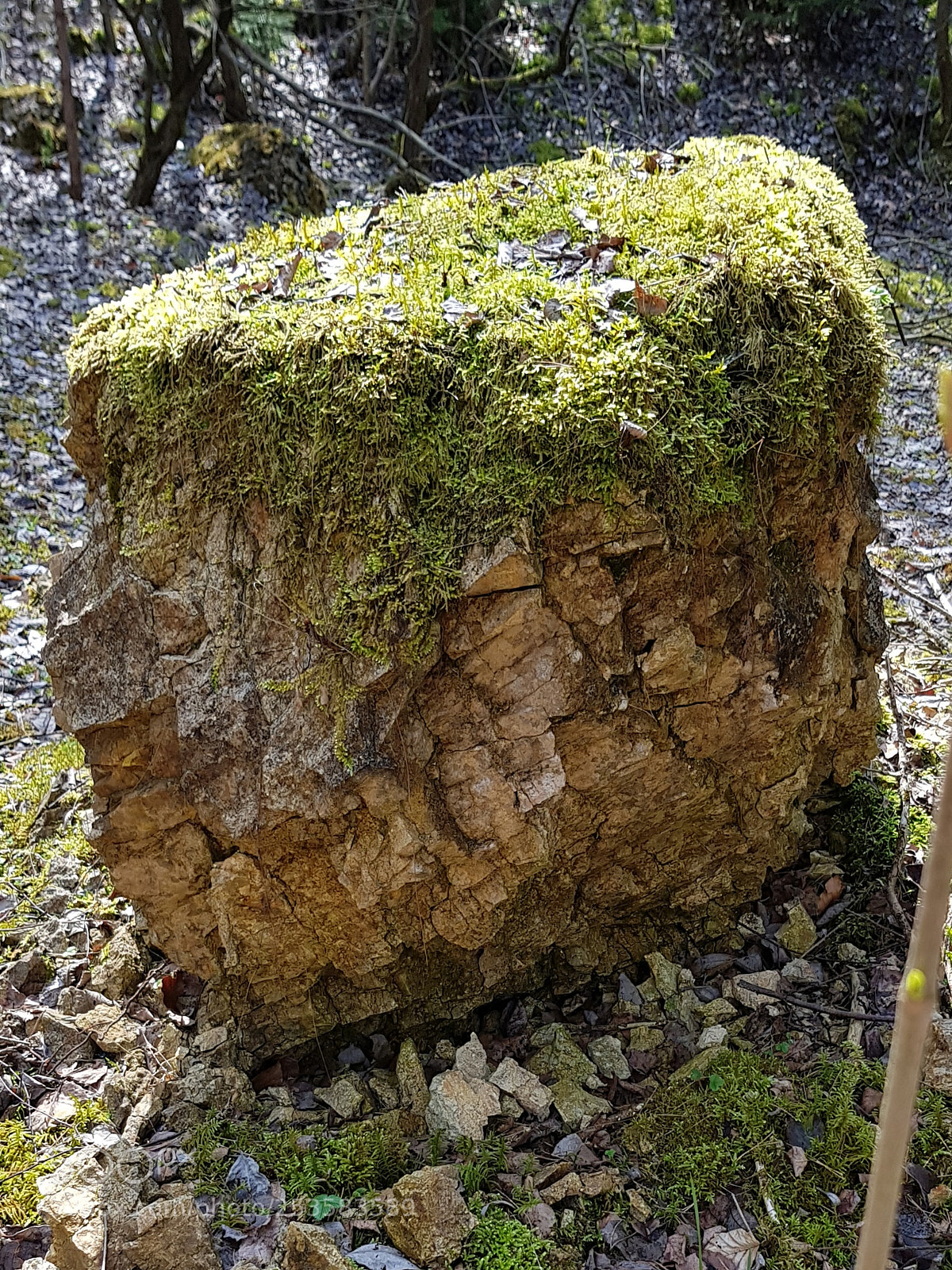Samsung Galaxy S8+ sample photo. Untitled photography