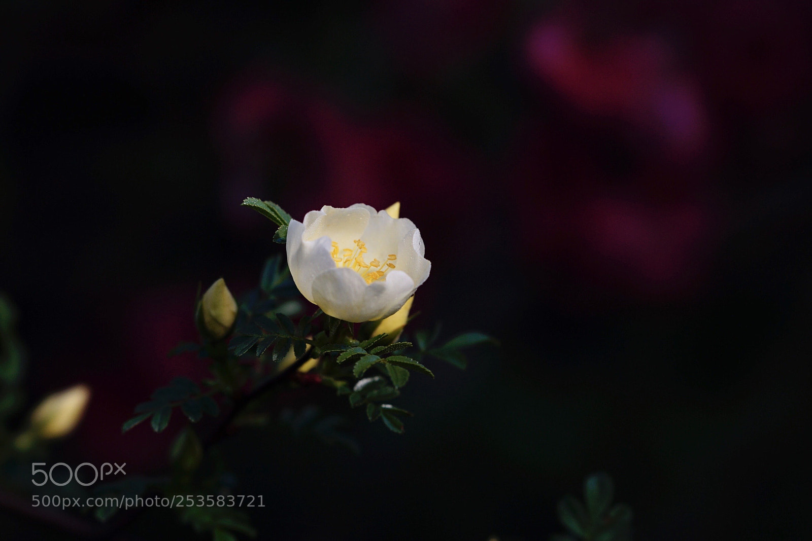 Sony a7 II sample photo. 小小灯笼 photography