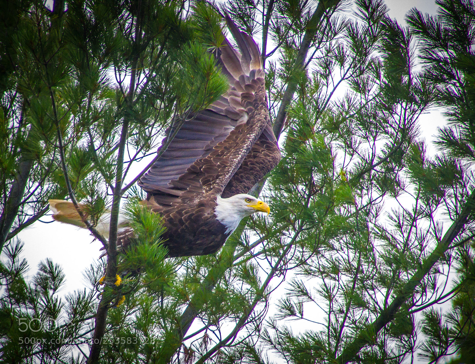 Canon EOS 550D (EOS Rebel T2i / EOS Kiss X4) sample photo. Eagle ready to fly photography
