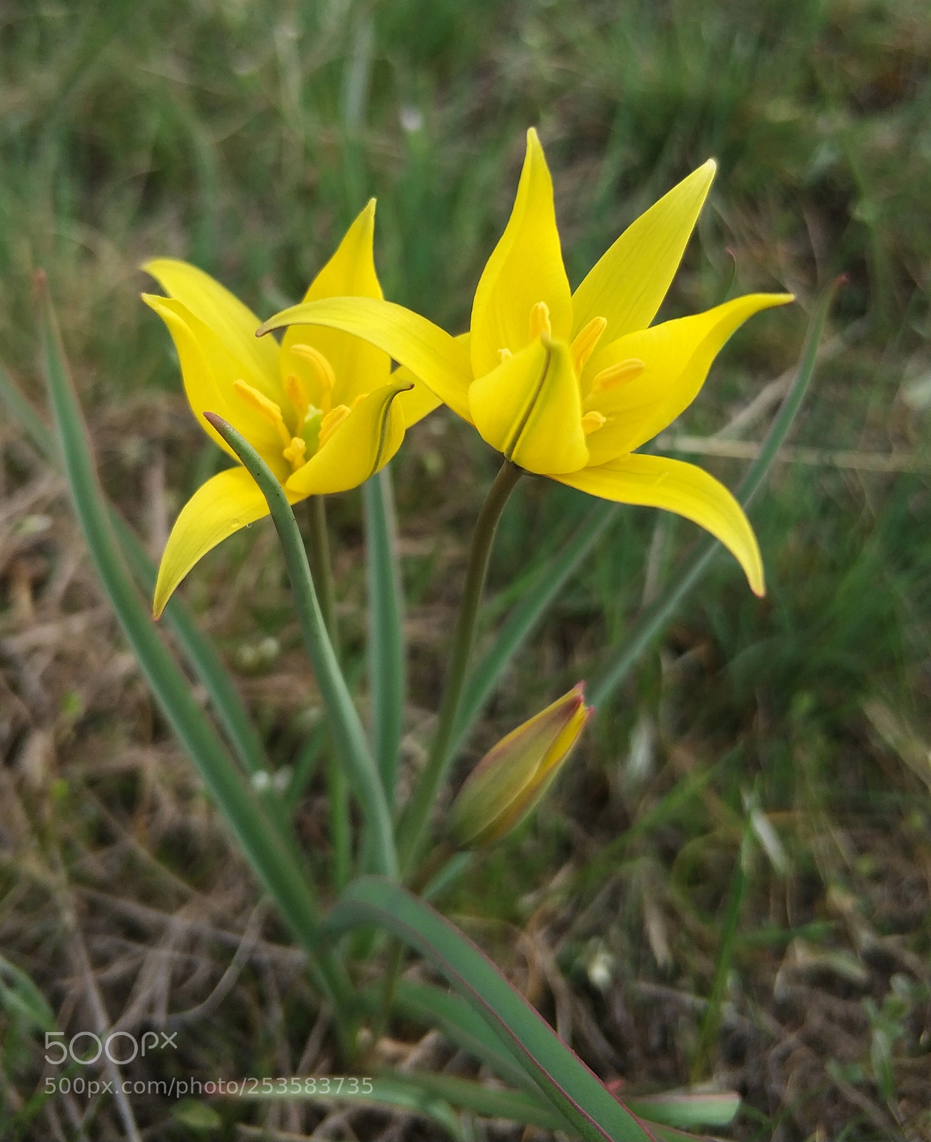 Xiaomi MI6 sample photo. Wild tulip photography