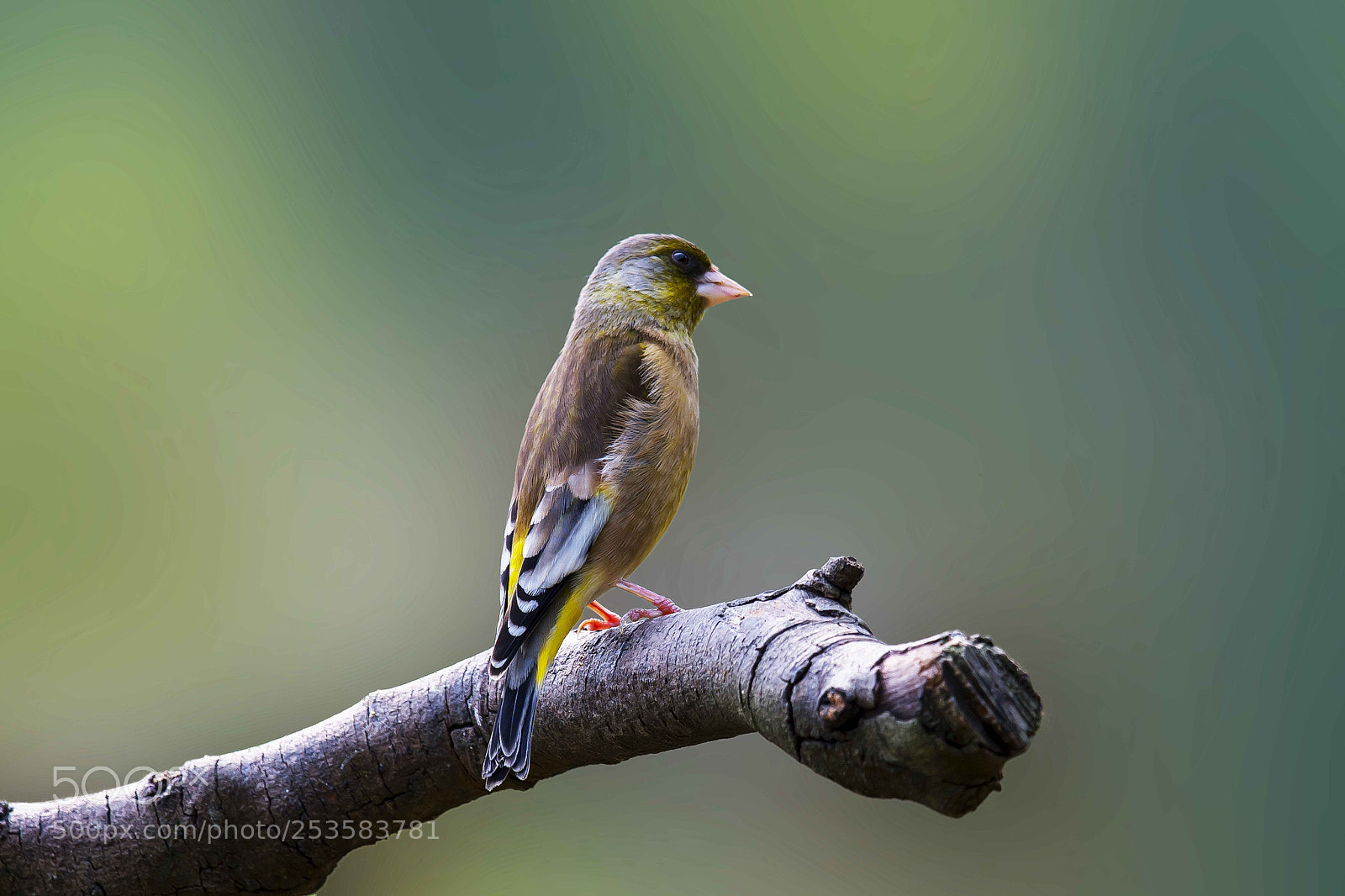Nikon D4 sample photo. Grey capped green finch photography