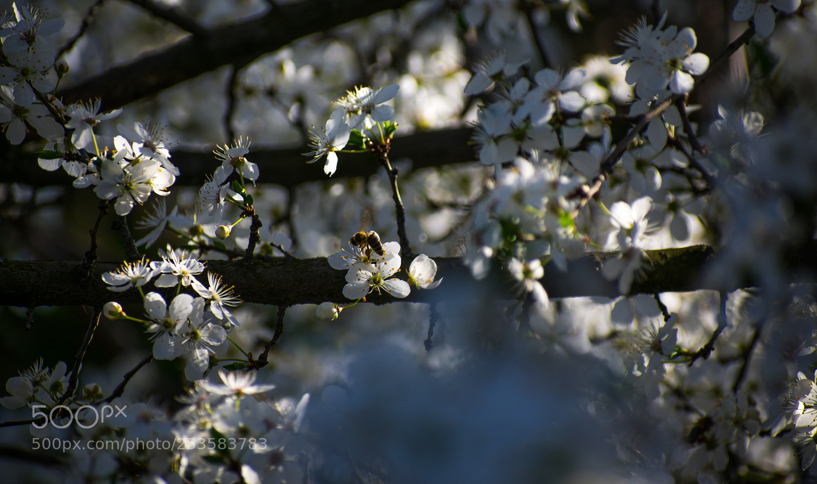 Nikon D3400 sample photo. Bee at work photography