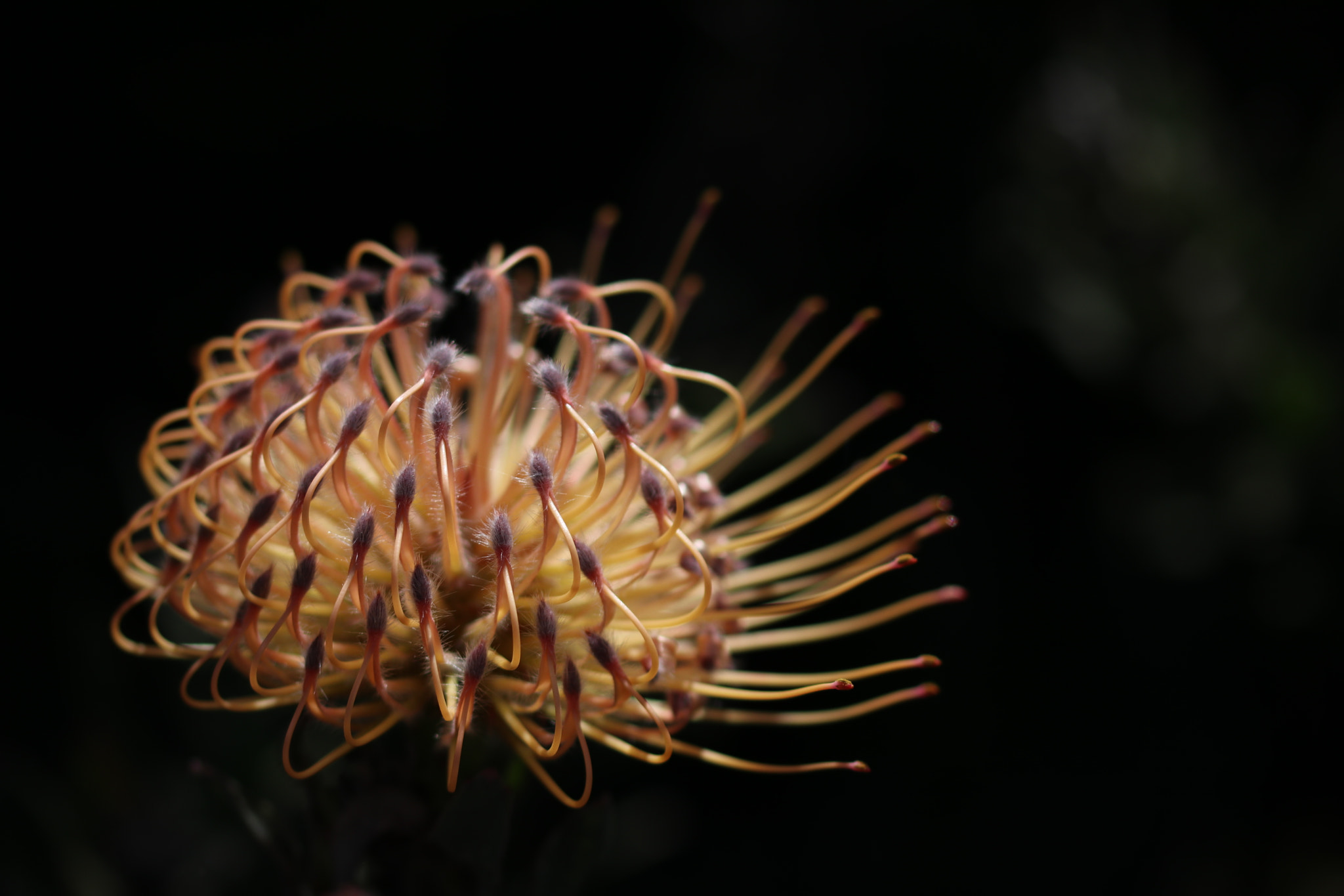 Canon EOS 80D sample photo. Pincushion flower in spring photography