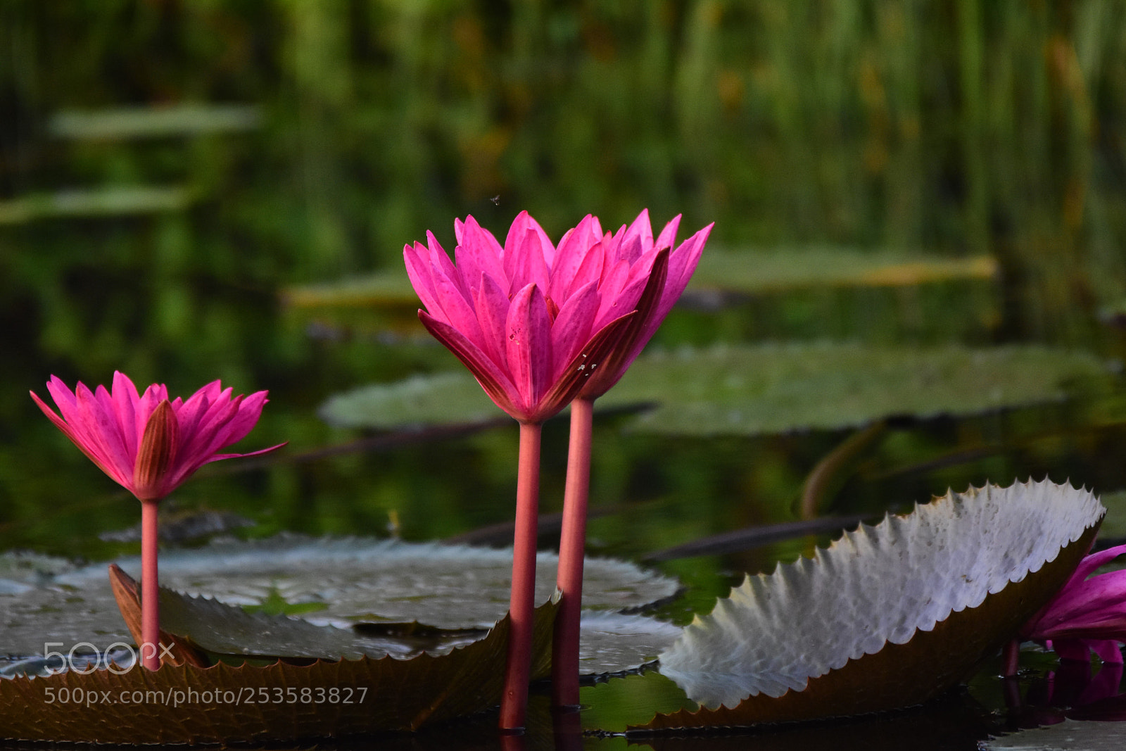 Nikon D7200 sample photo. Water lilies (dsc_5502) photography