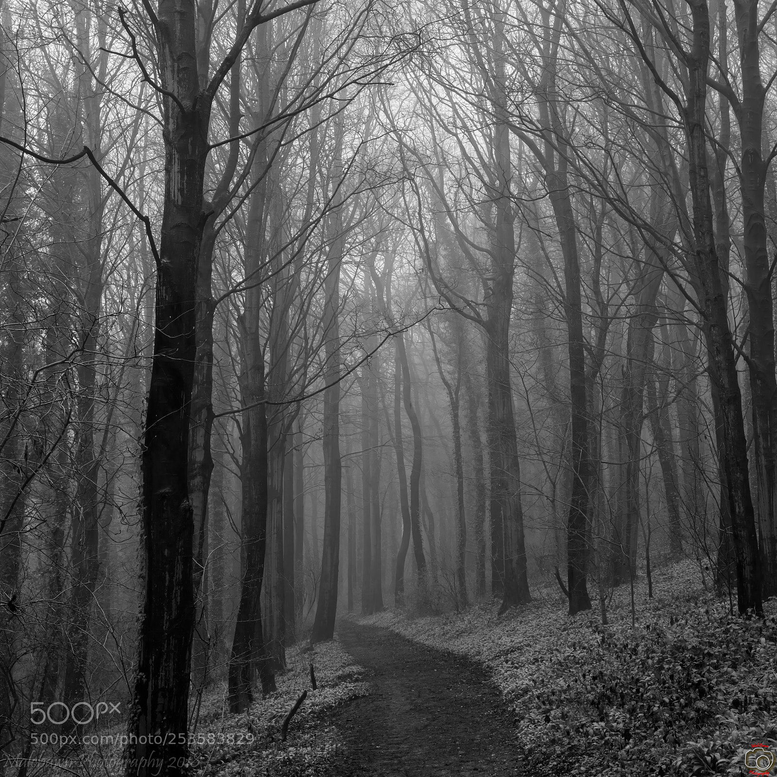Canon EOS 6D Mark II sample photo. Woodland photography
