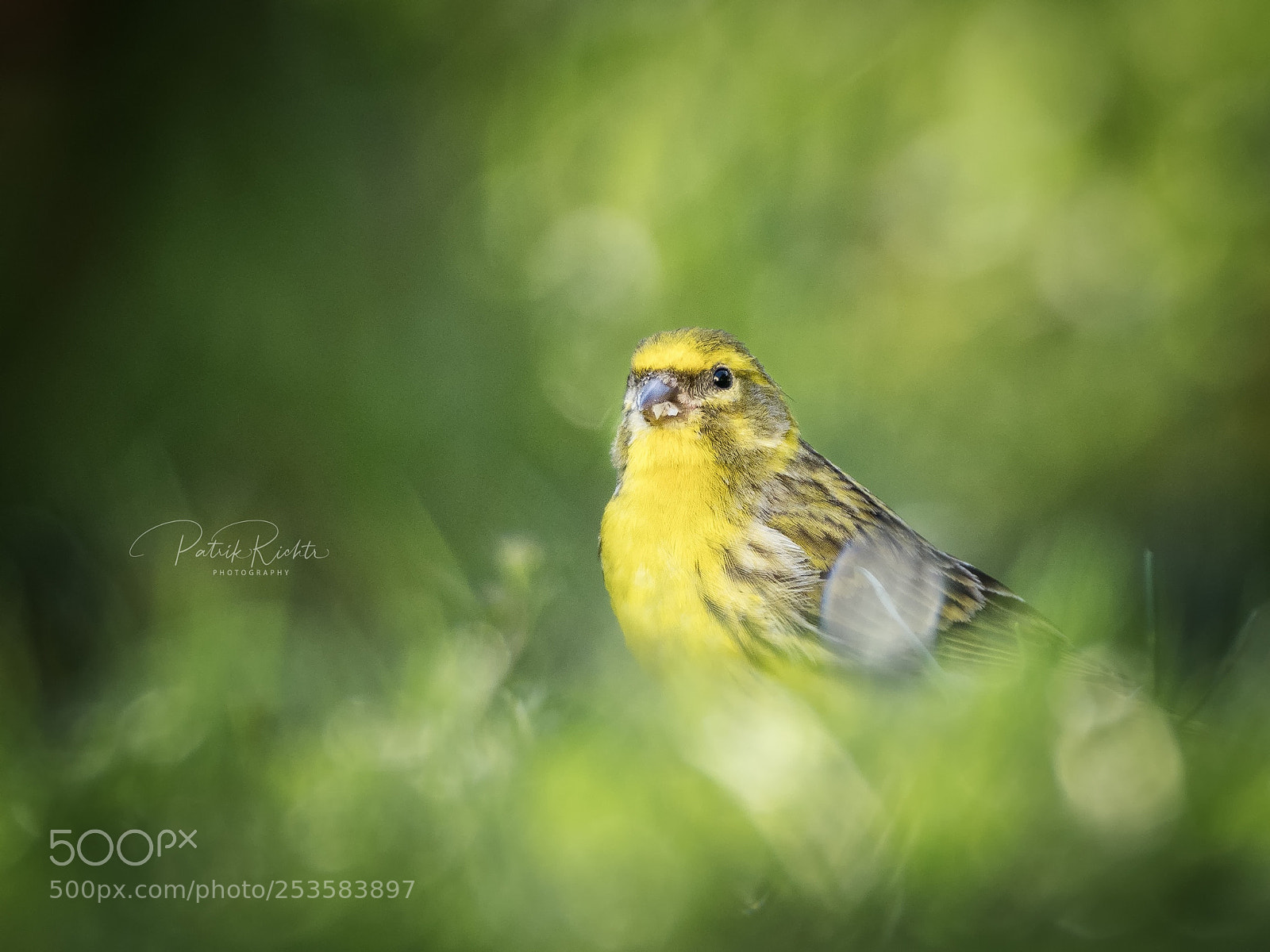 Olympus OM-D E-M1 Mark II sample photo. Siskin photography