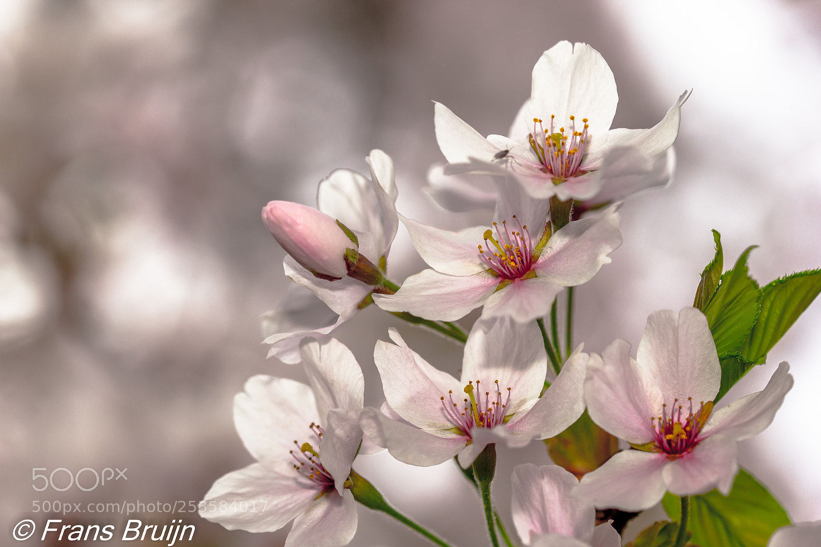 Canon EOS 60D sample photo. Aalsmeer cherryblossom photography
