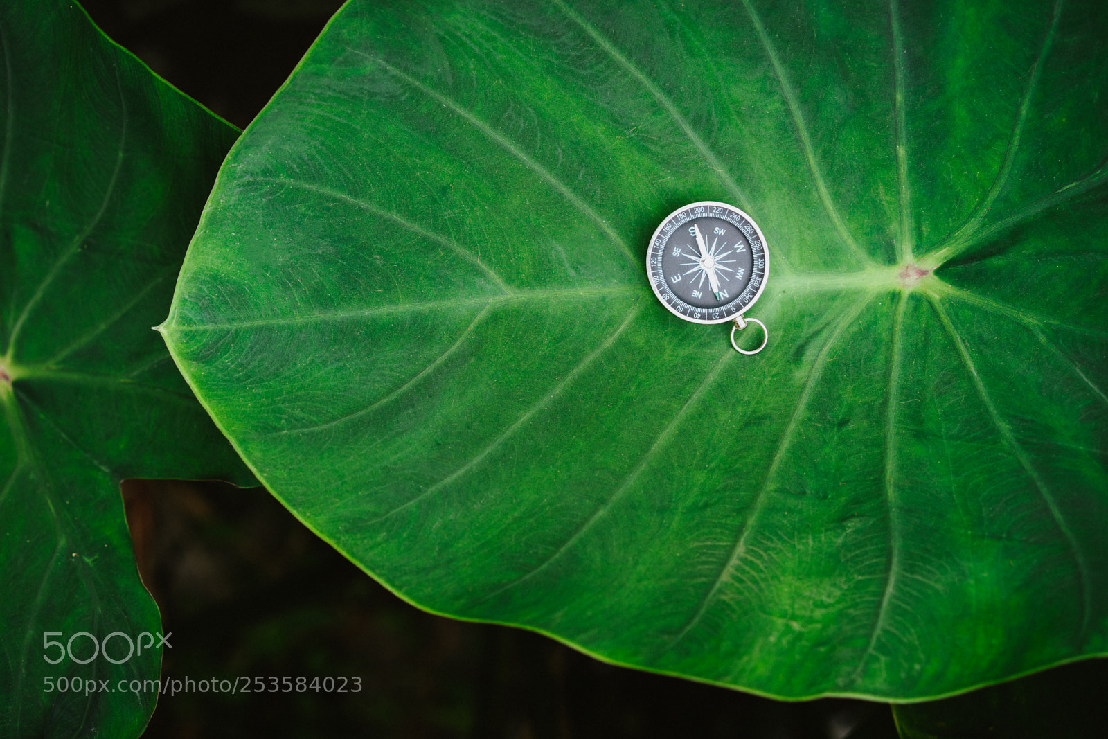 Sony a7 II sample photo. Orientation concept - analogical photography