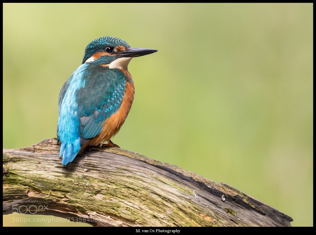 Canon EOS 7D Mark II sample photo. Kingfisher / ijsvogel. photography