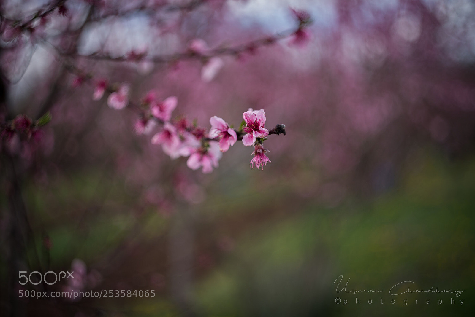 Nikon D610 sample photo. Spring is in the photography