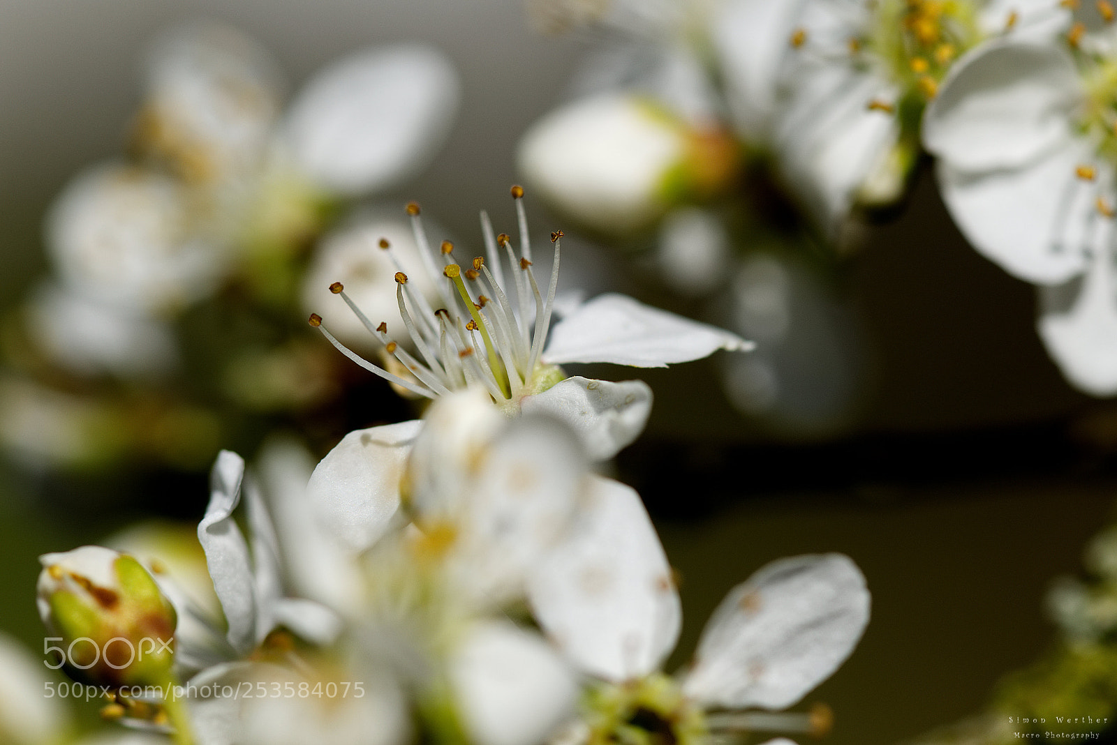Nikon D5600 sample photo. Mirabellenbaum photography