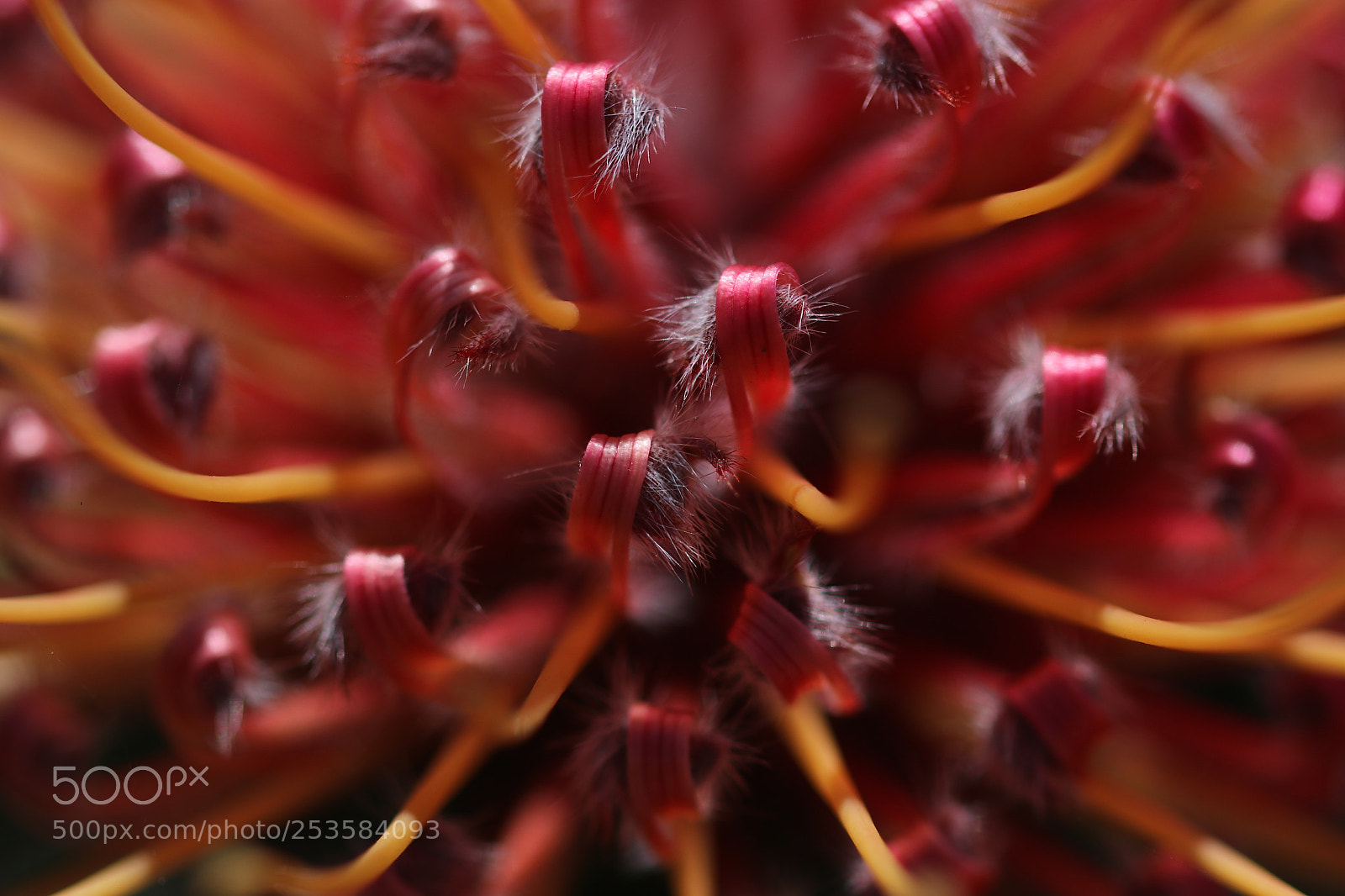 Canon EOS 80D sample photo. Pincushion macro photography