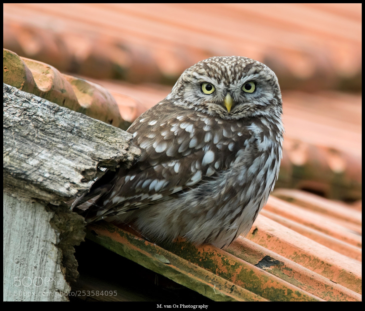 Canon EOS 7D Mark II sample photo. Little owl / steenuil. photography