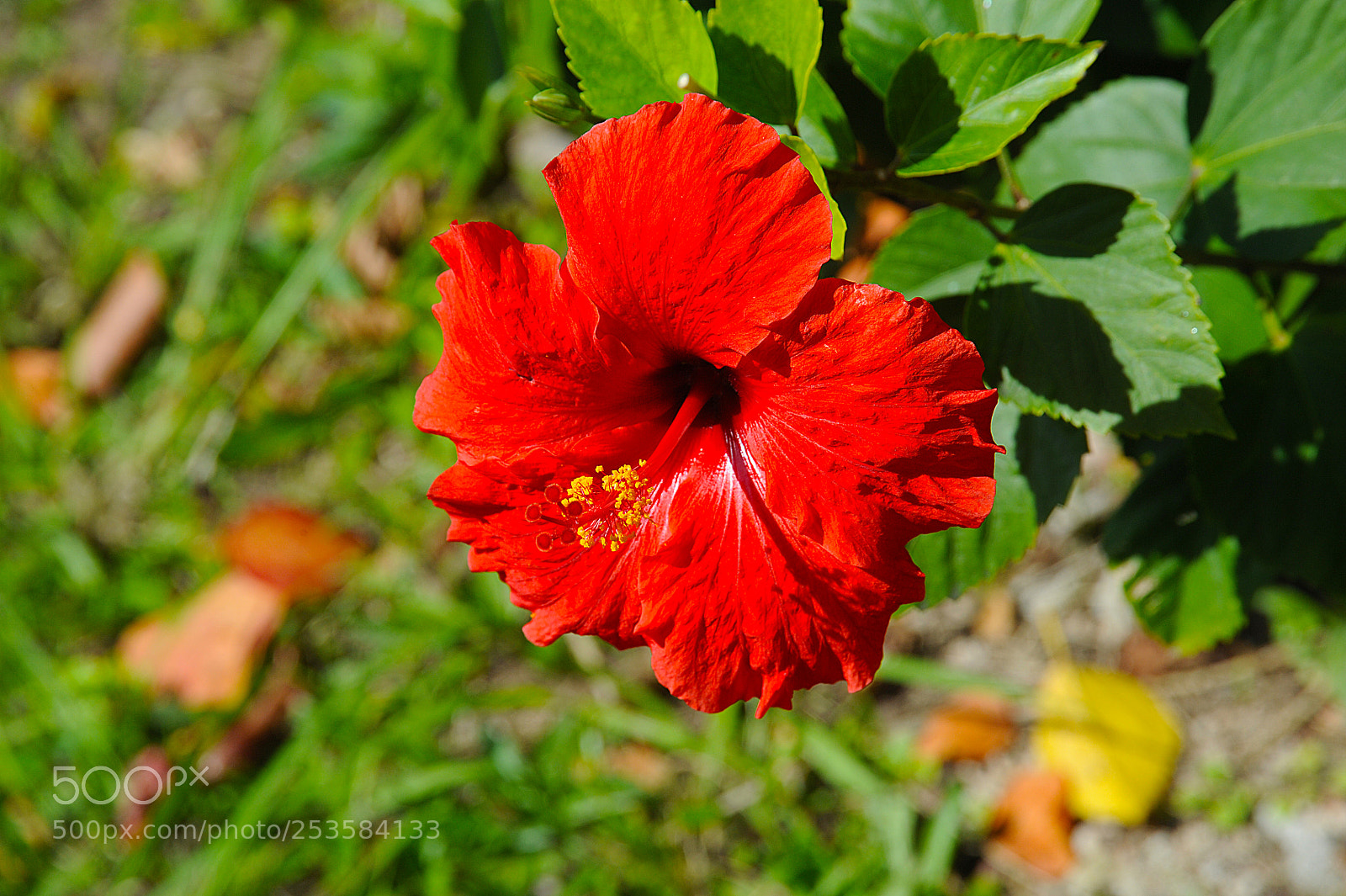 Nikon D3 sample photo. Very red! photography