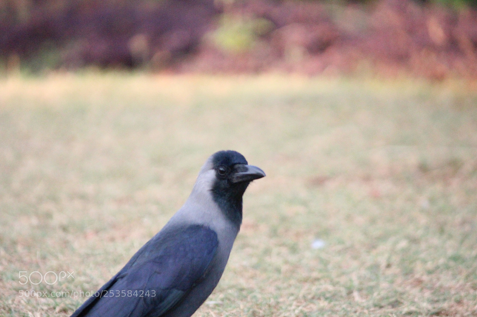 Canon EF-S 55-250mm F4-5.6 IS II sample photo. Bird photography