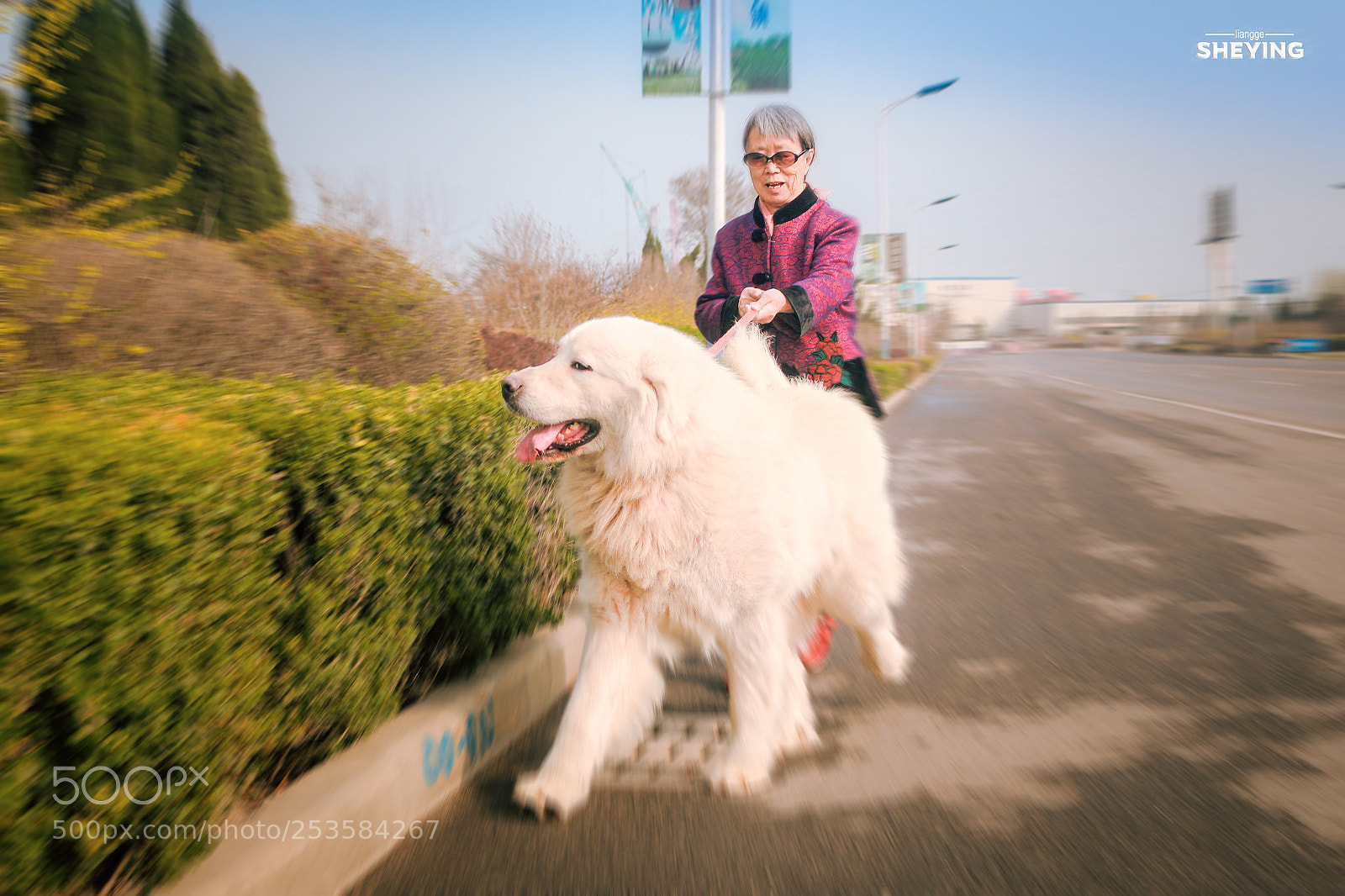 Canon EOS 700D (EOS Rebel T5i / EOS Kiss X7i) sample photo. 老人与犬 photography