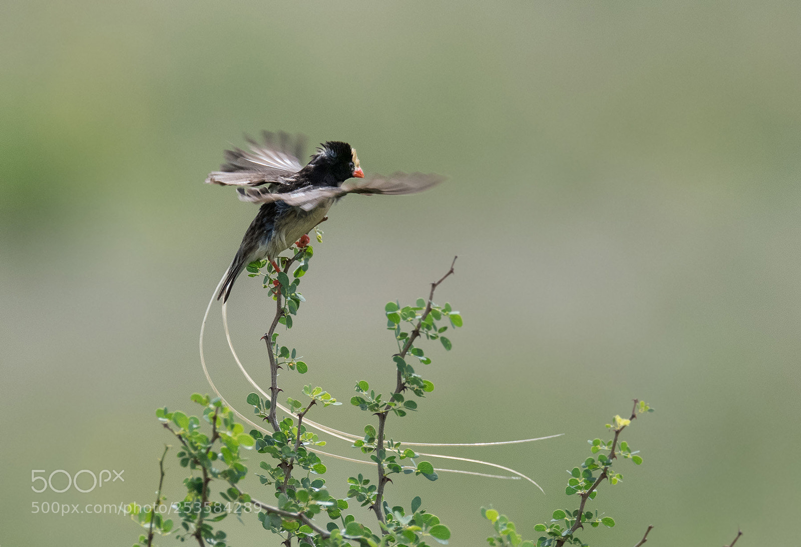 Nikon D850 sample photo. Pin-tailed whydah photography