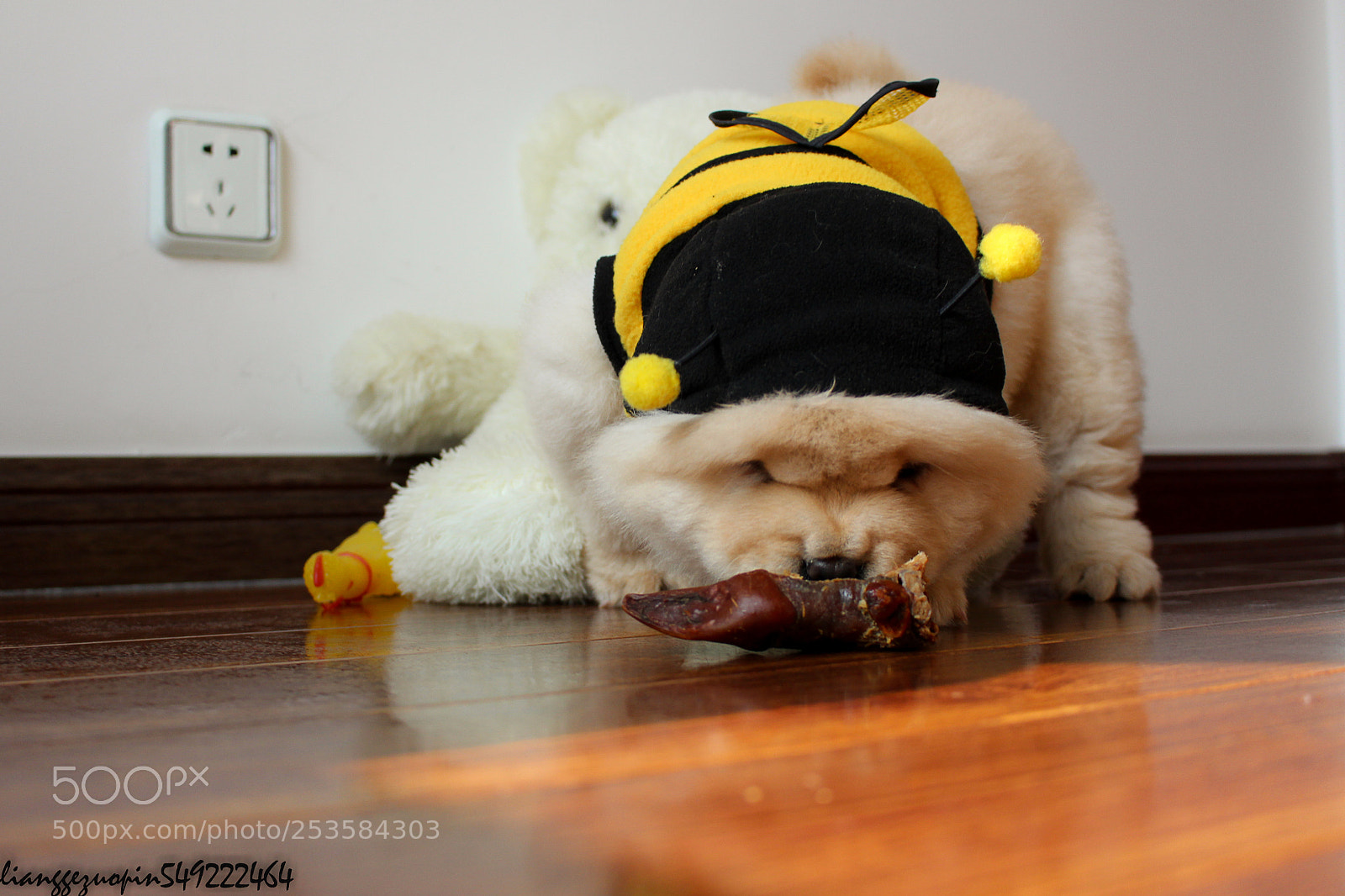 Canon EOS 700D (EOS Rebel T5i / EOS Kiss X7i) sample photo. 老人与犬 photography