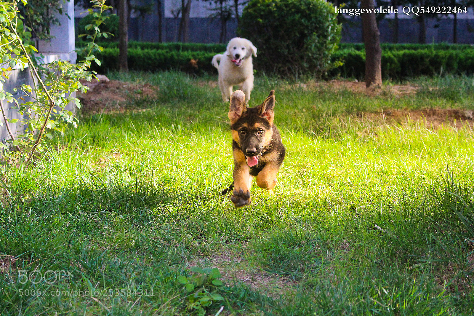 Canon EOS 700D (EOS Rebel T5i / EOS Kiss X7i) sample photo. 老人与犬 photography