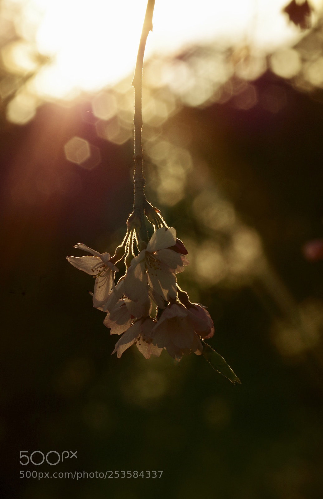 Pentax K-50 sample photo. 桜 photography