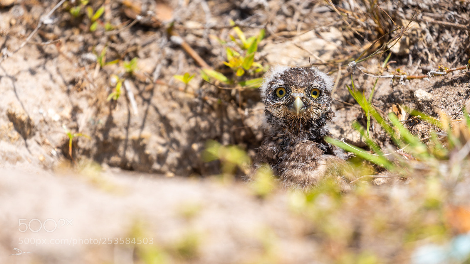 Sony a7R III sample photo. Burrowing owlet photography