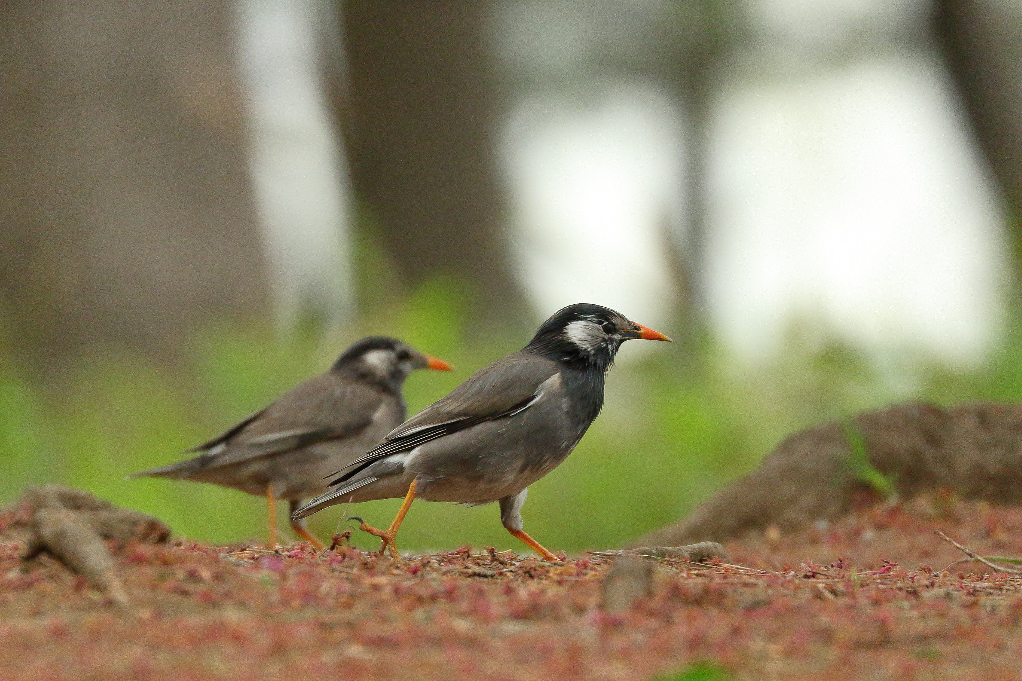 Canon EF 100-400mm F4.5-5.6L IS II USM sample photo. ムクドリ散歩 7i2a6163 photography