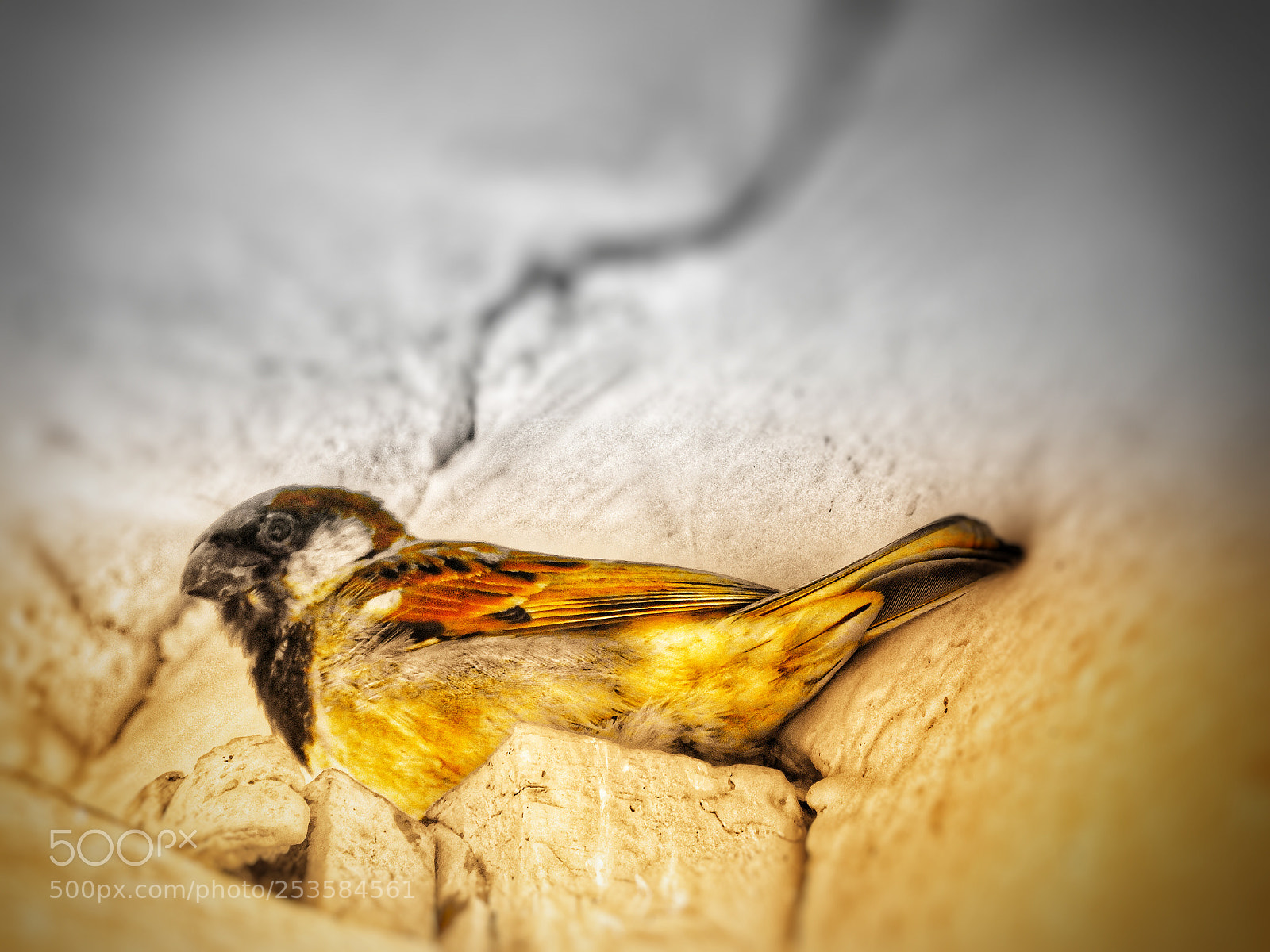 Nikon Coolpix B700 sample photo. The sparrow! photography
