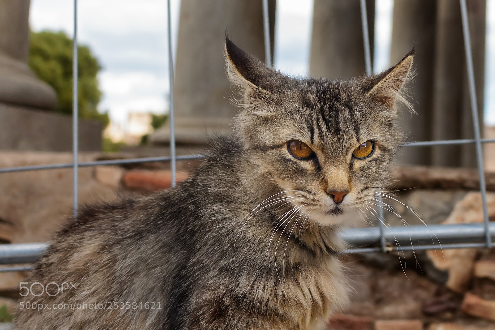 Canon EOS 700D (EOS Rebel T5i / EOS Kiss X7i) sample photo. Angry cat photography