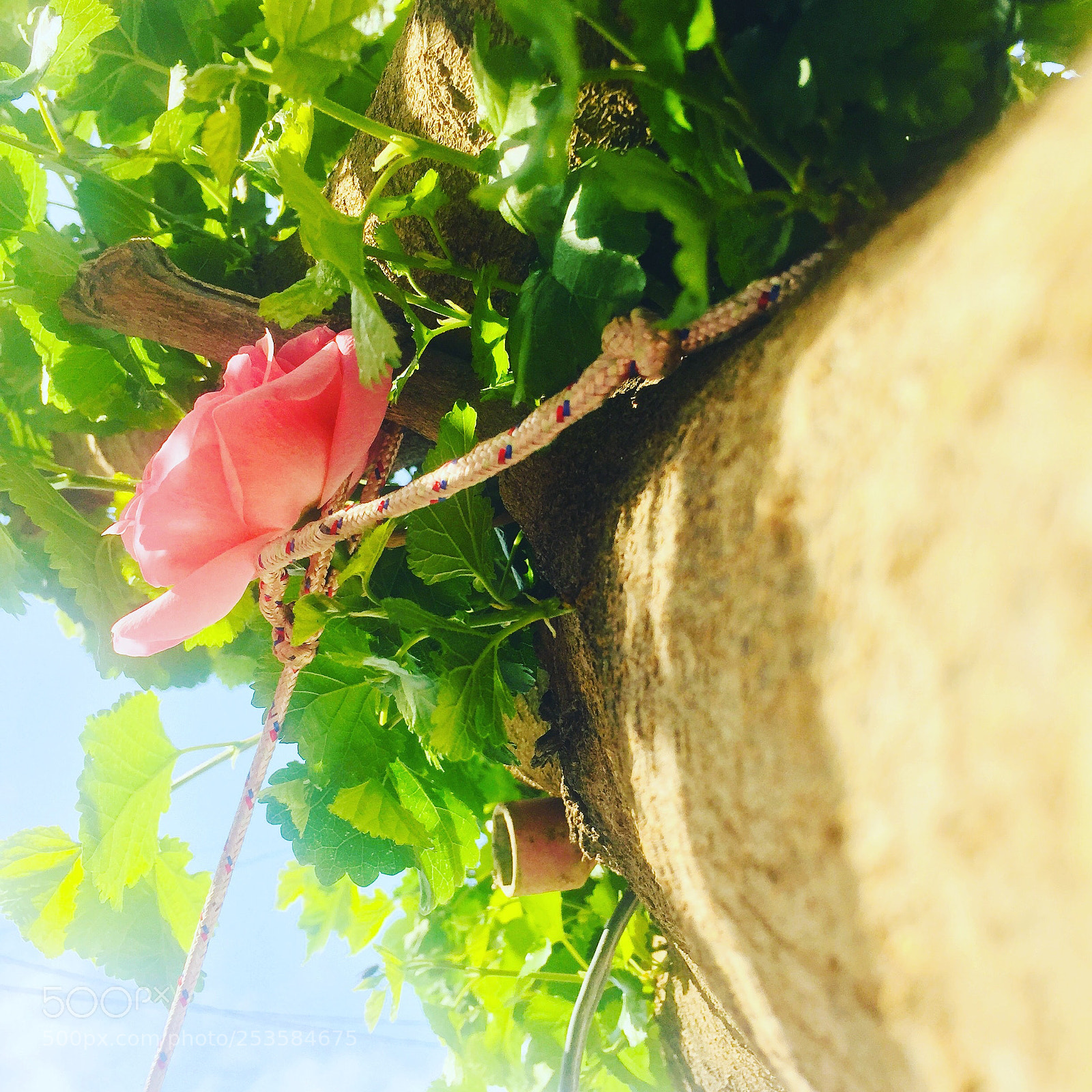 Apple iPhone 6 Plus sample photo. Untitled photography