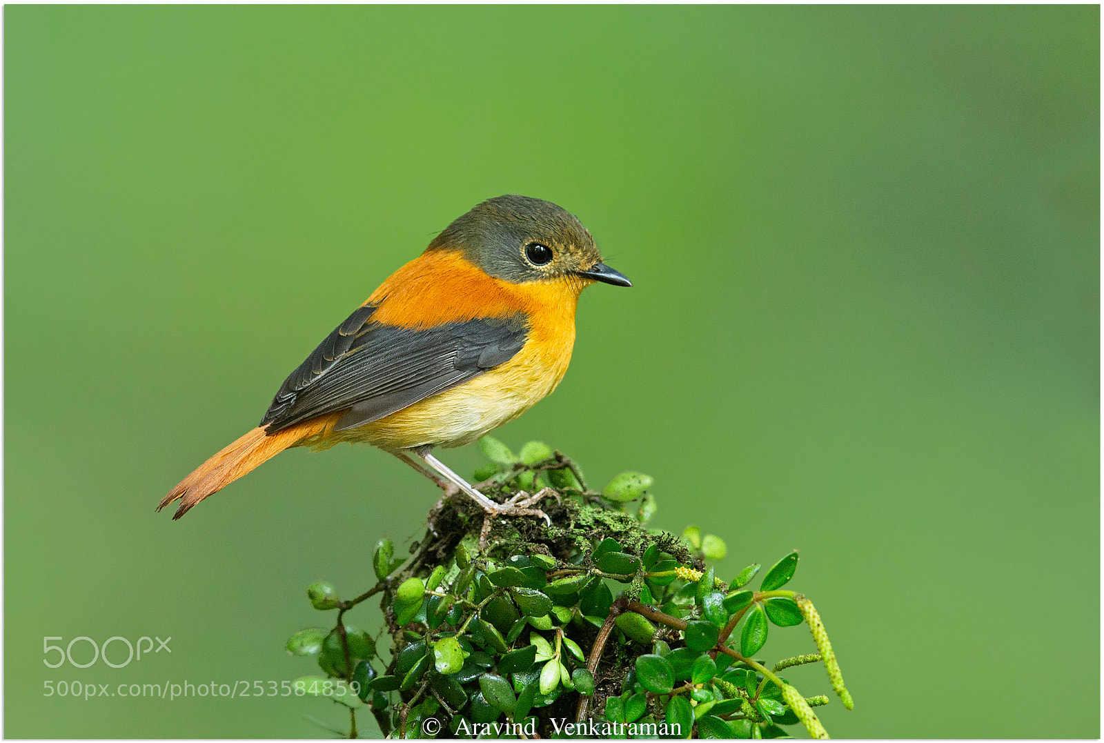 Canon EOS-1D X sample photo. Black and orange flycatcher photography