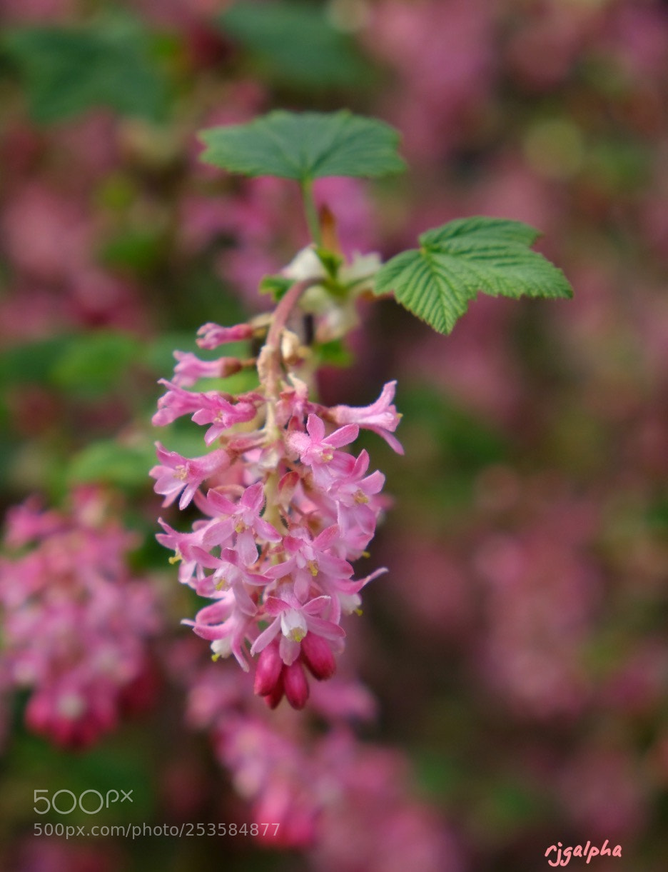 Fujifilm X-T2 sample photo. Ribes.  photography