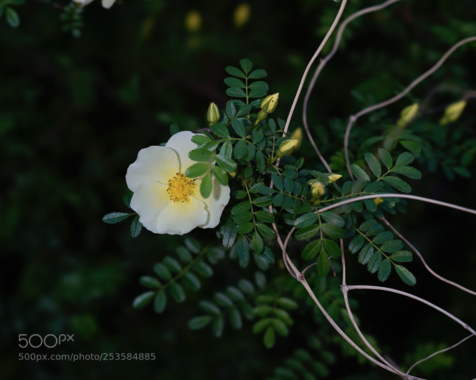 Sony a7 II sample photo. 猶抱琵琶半遮面 photography