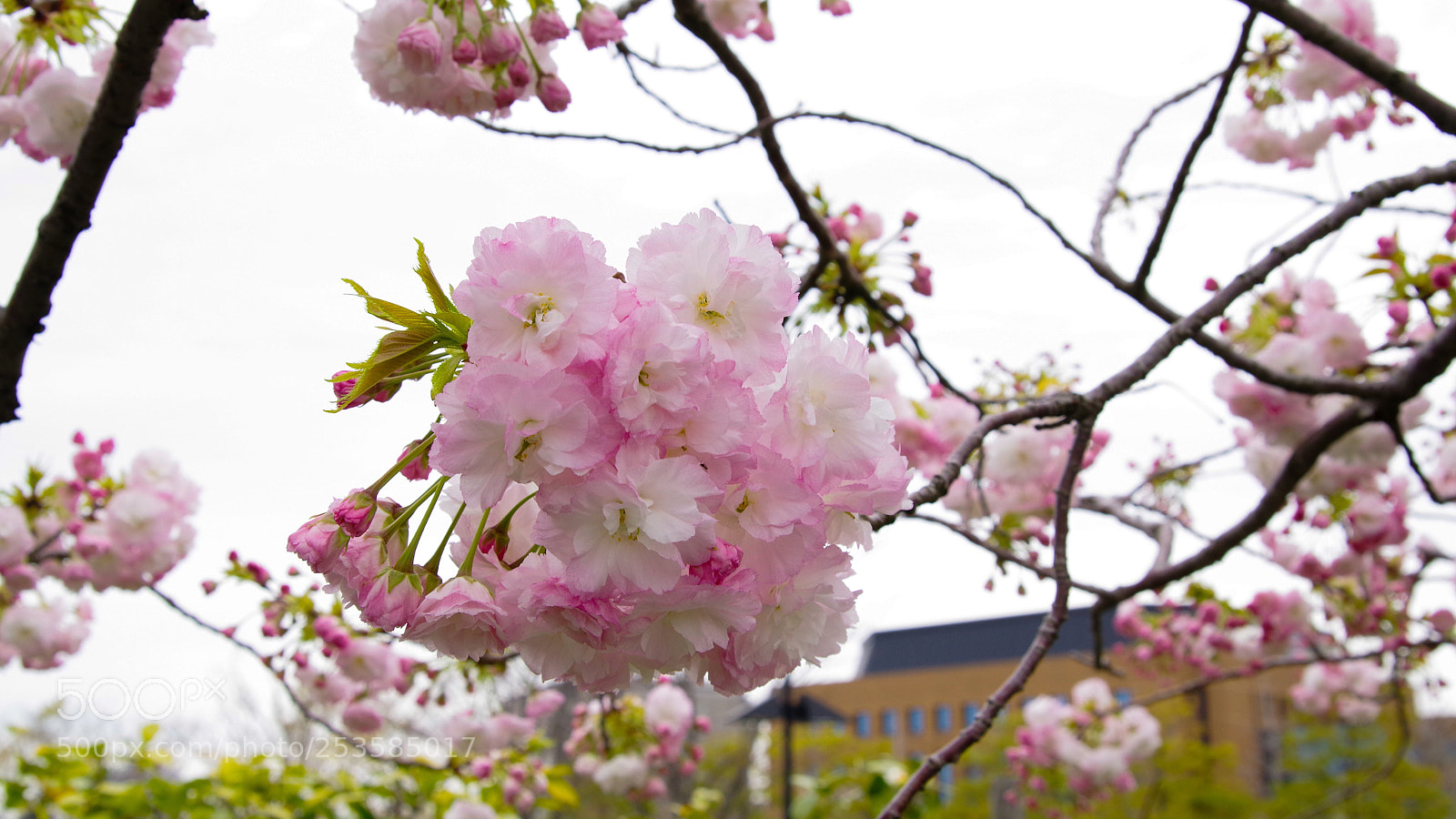 Pentax K-70 sample photo. Untitled photography