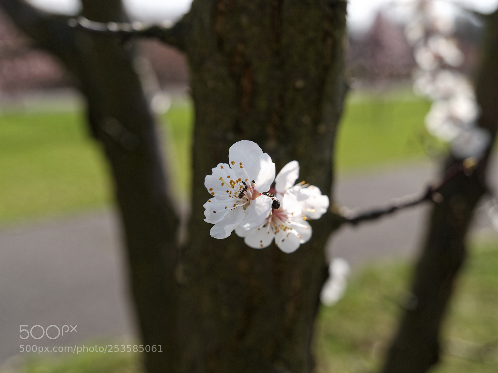 Olympus E-3 sample photo. Wiosna 4 photography