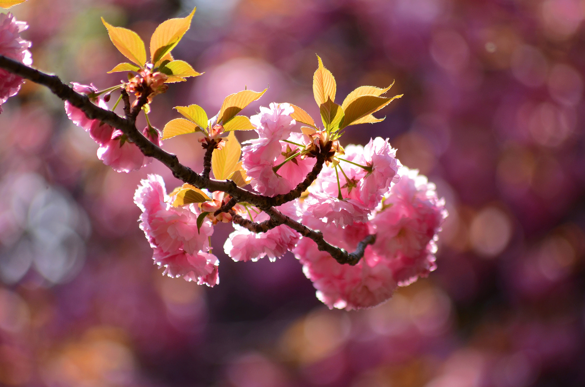 Sigma 70-300mm F4-5.6 APO DG Macro sample photo. Sakura photography