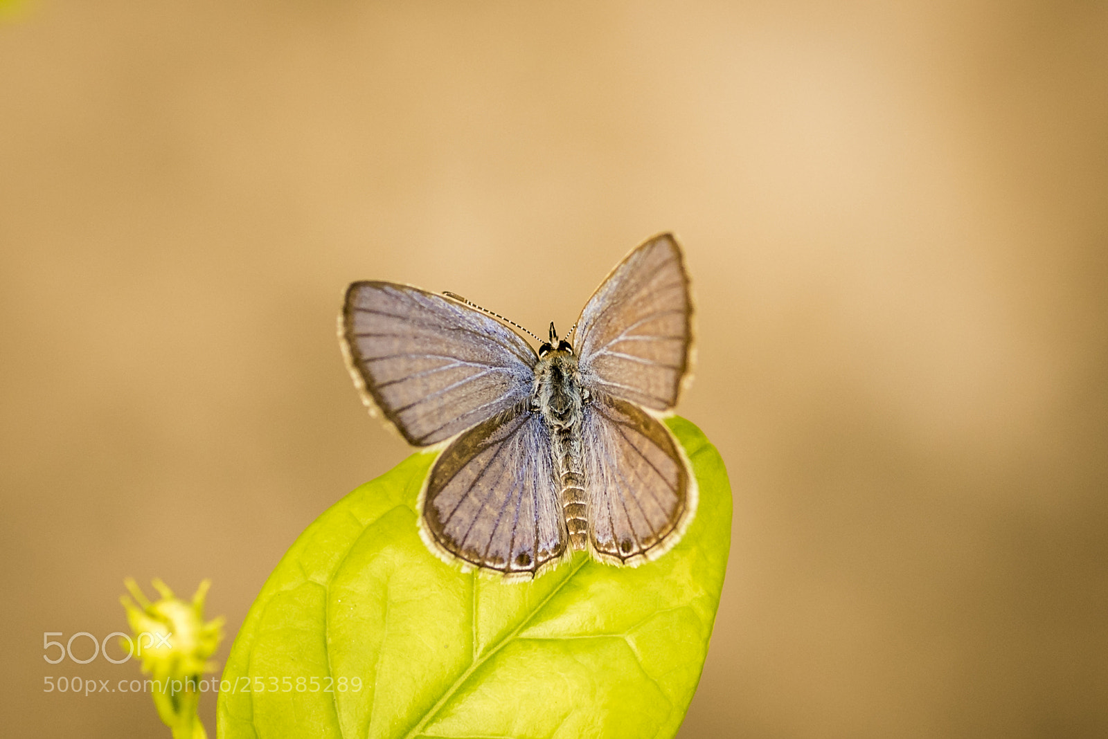 Nikon D750 sample photo. Lovely butterfly photography