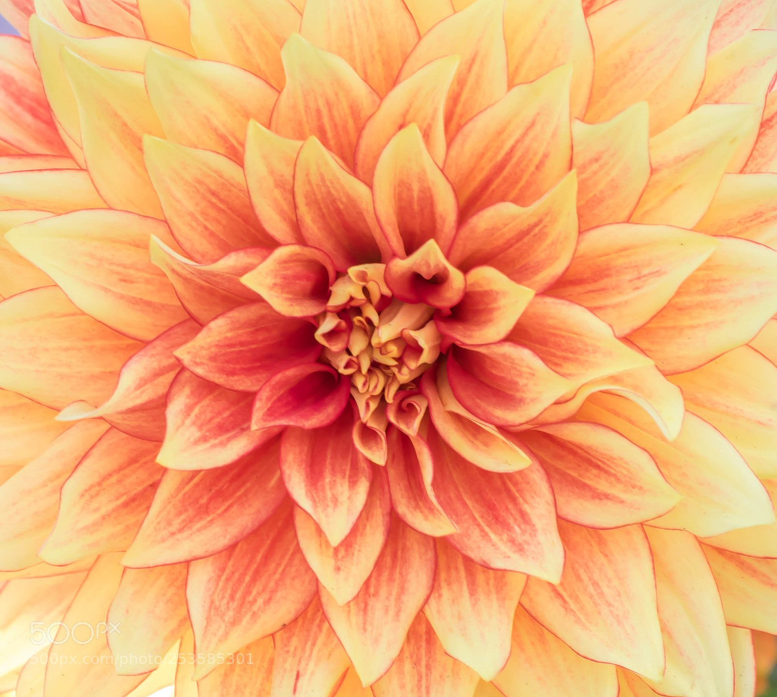 Nikon D5300 sample photo. Jumbo dahlia blossom photography