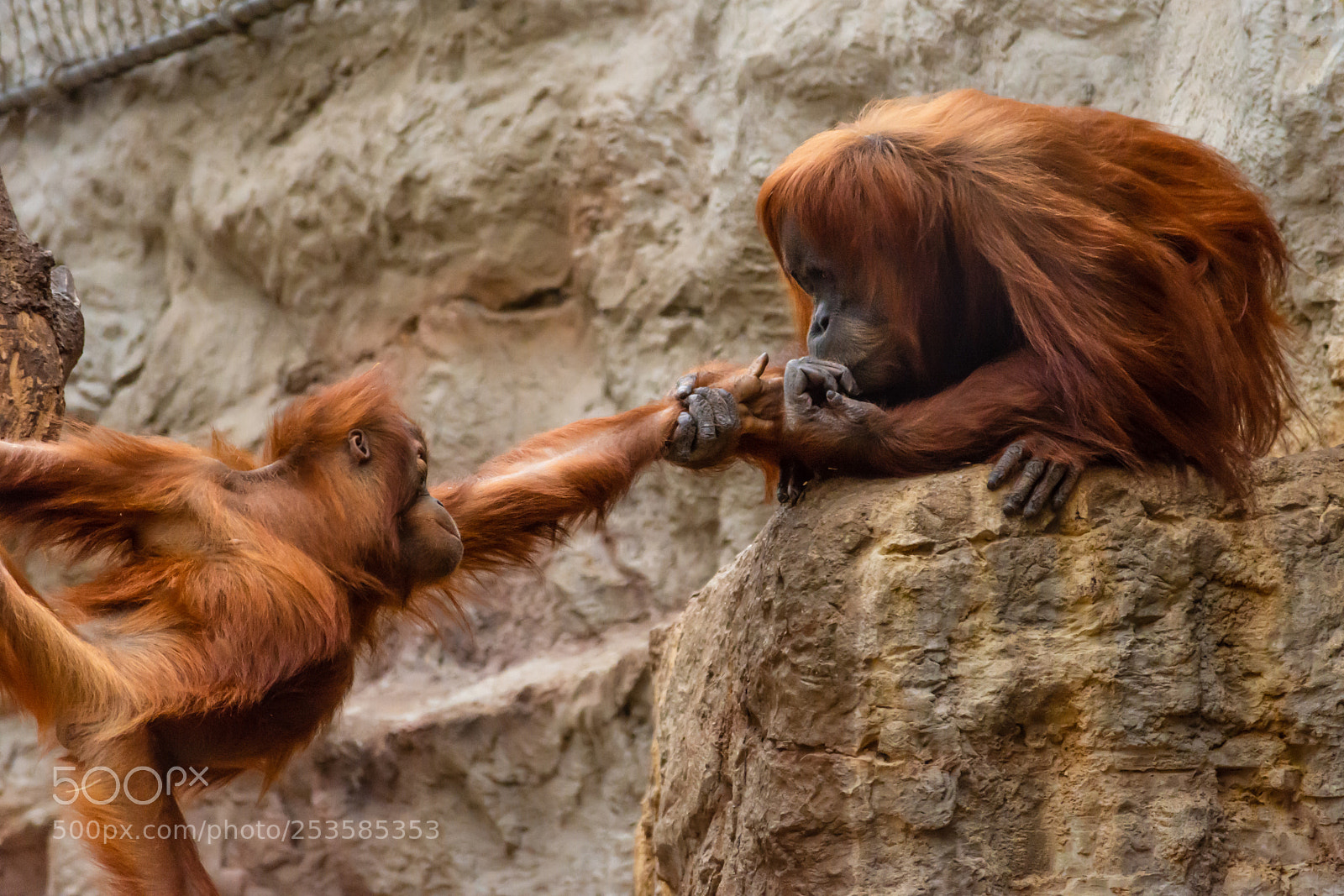 Nikon D7200 sample photo. Orang utans in zoom photography