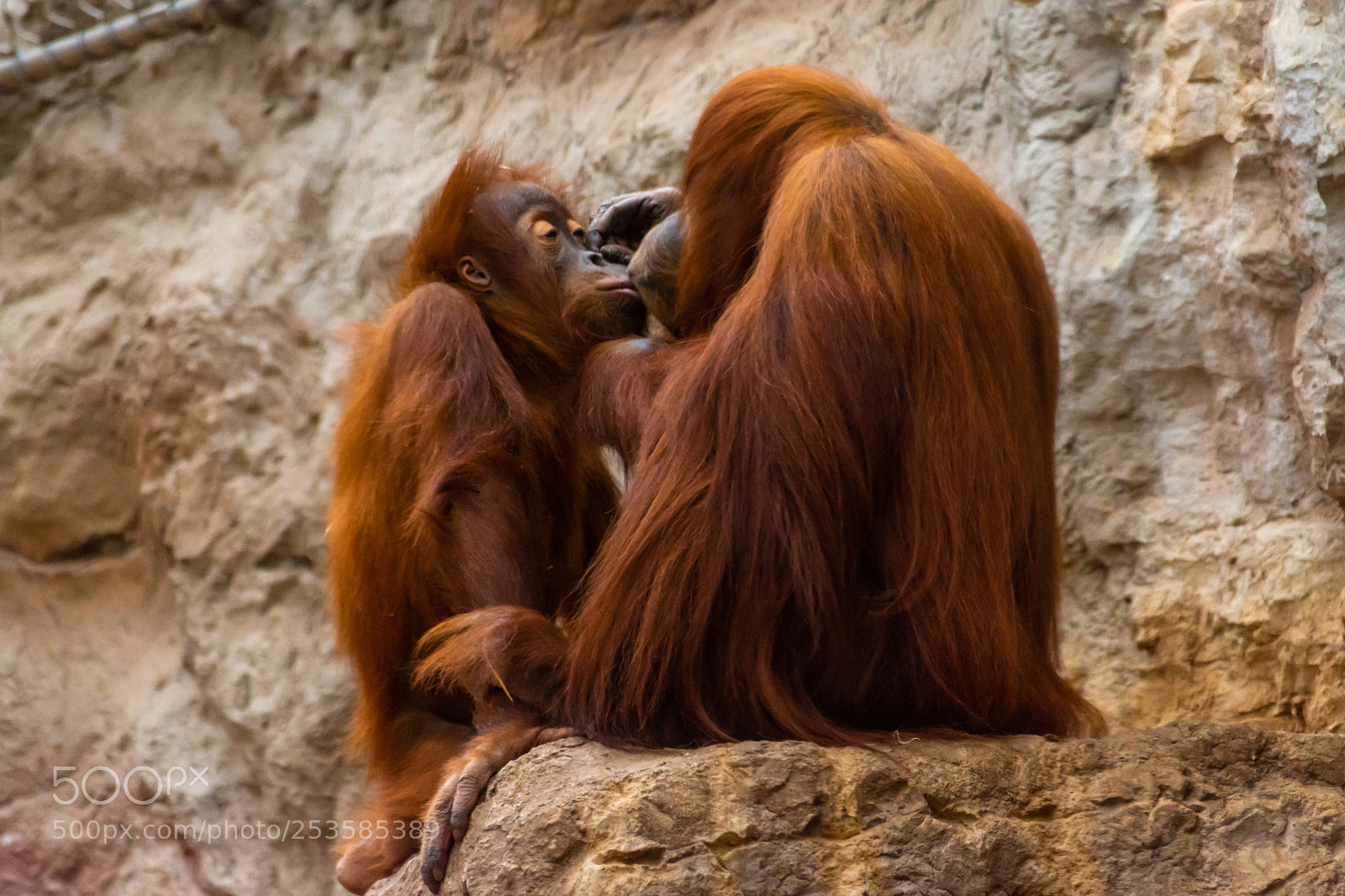 Nikon D7200 sample photo. Orang utans in love photography